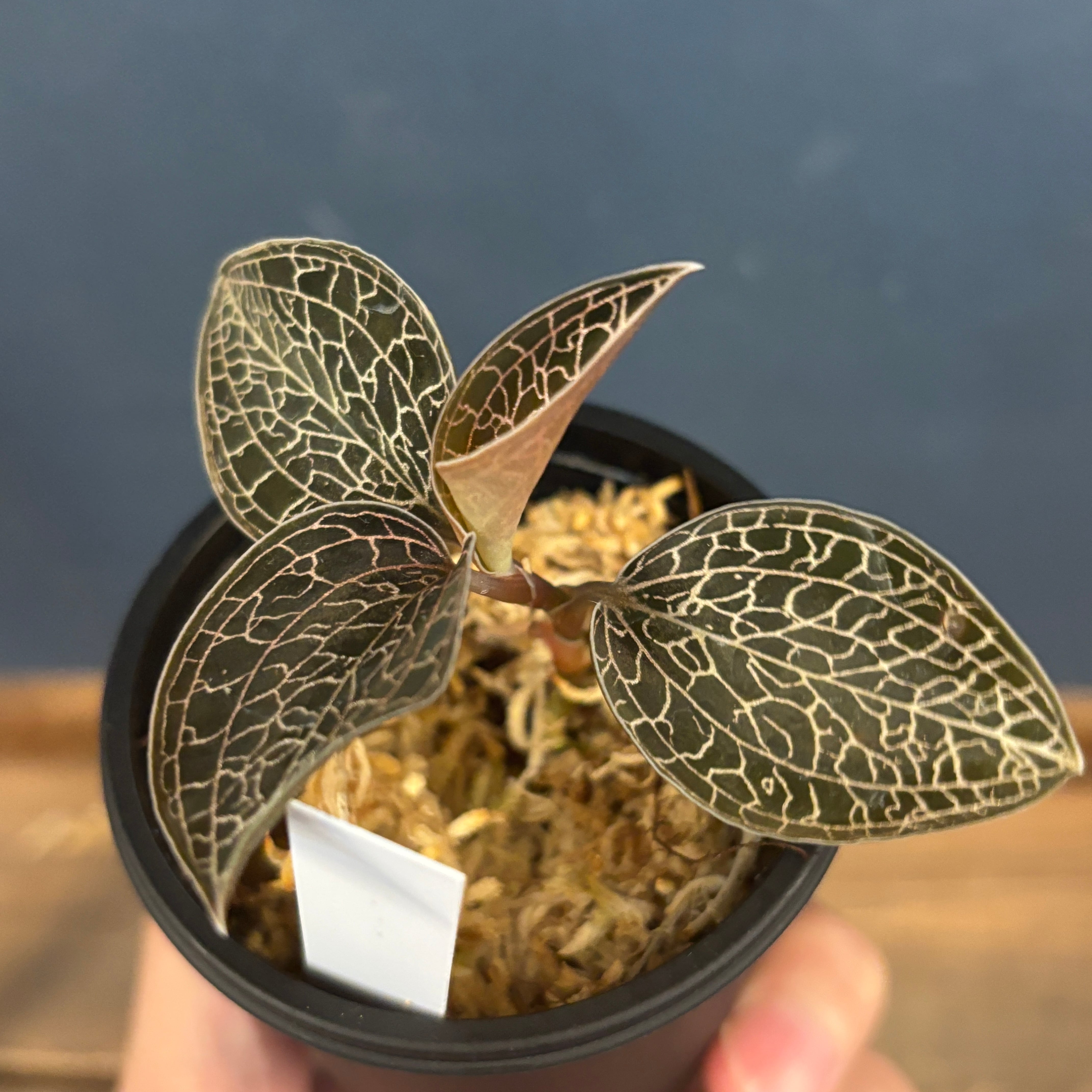 ジュエルオーキッド アネクトキルス sp プア タイランド【1033