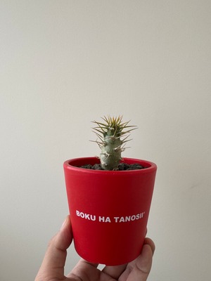 【新着】Pachypodium ambongense × ボクタノ鉢【BOKU HA TANOSII・国内実生苗】パキポディウム アンボンゲンセ