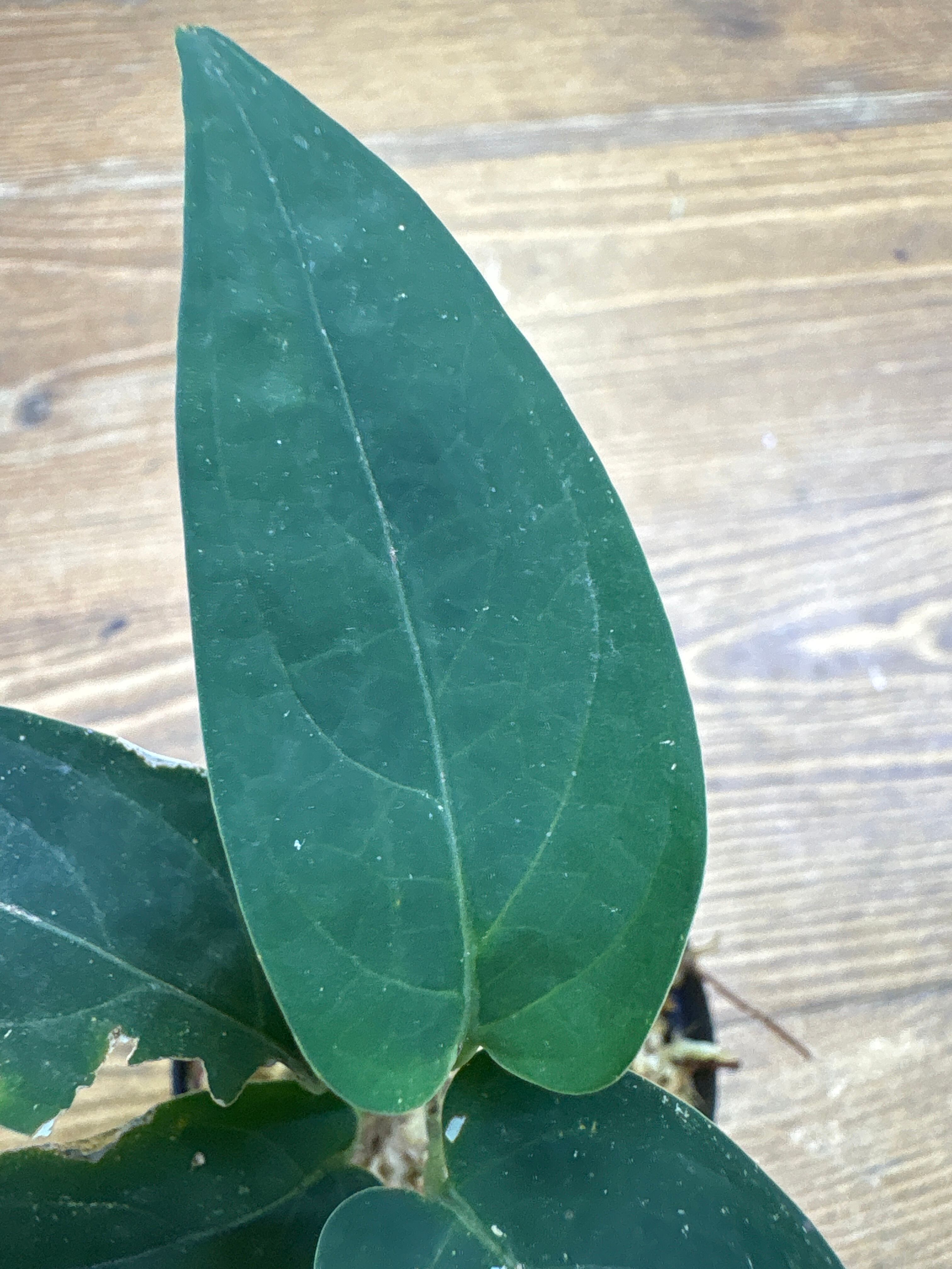 その他観葉植物 Anadendrum sp. Sabah Anadendrum sp. Seruyan Hulu Kalimantan Tengah【PB0925-1】 | Plants