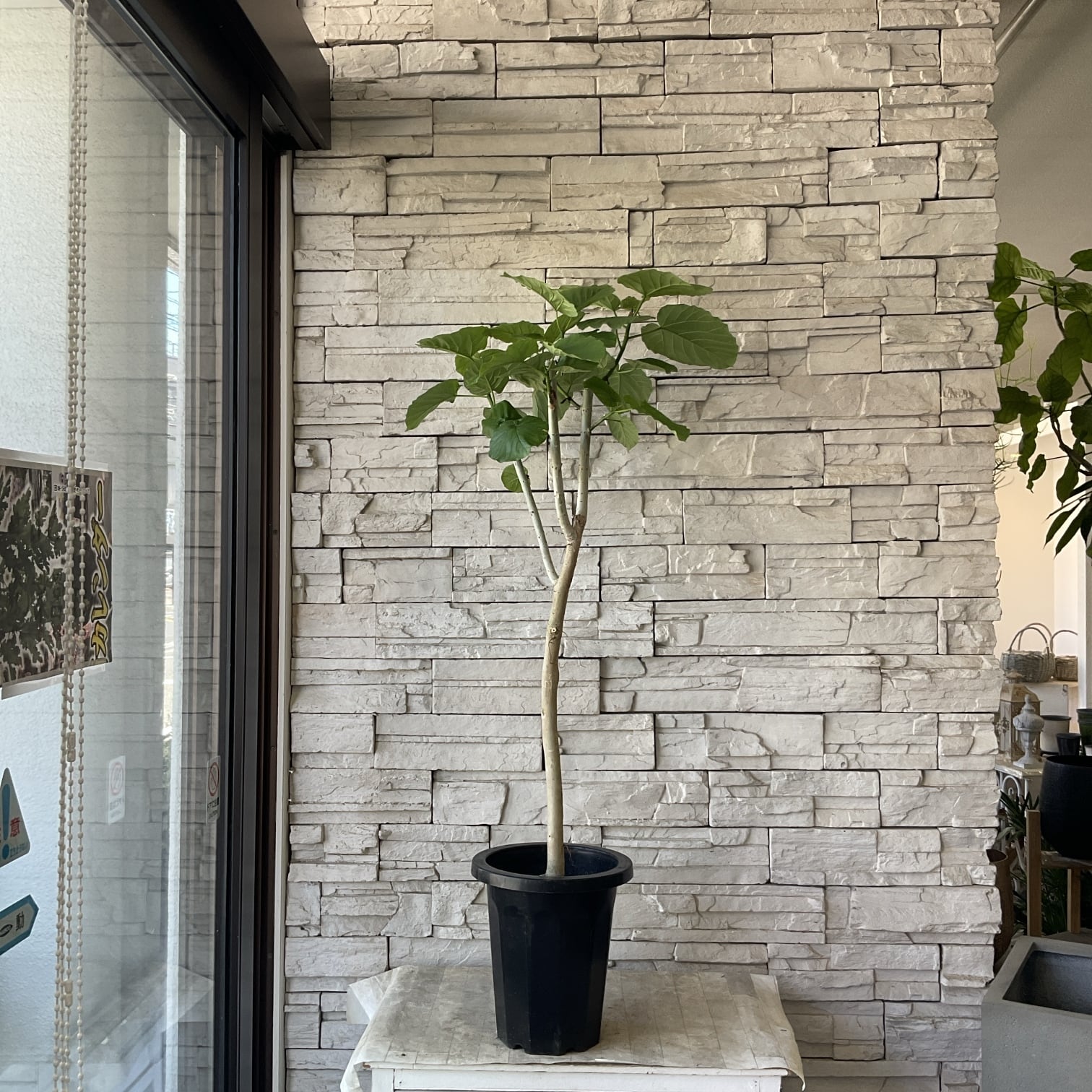 送料無料】【観葉植物】ウンベラータ 8号鉢 | 橋本種苗園