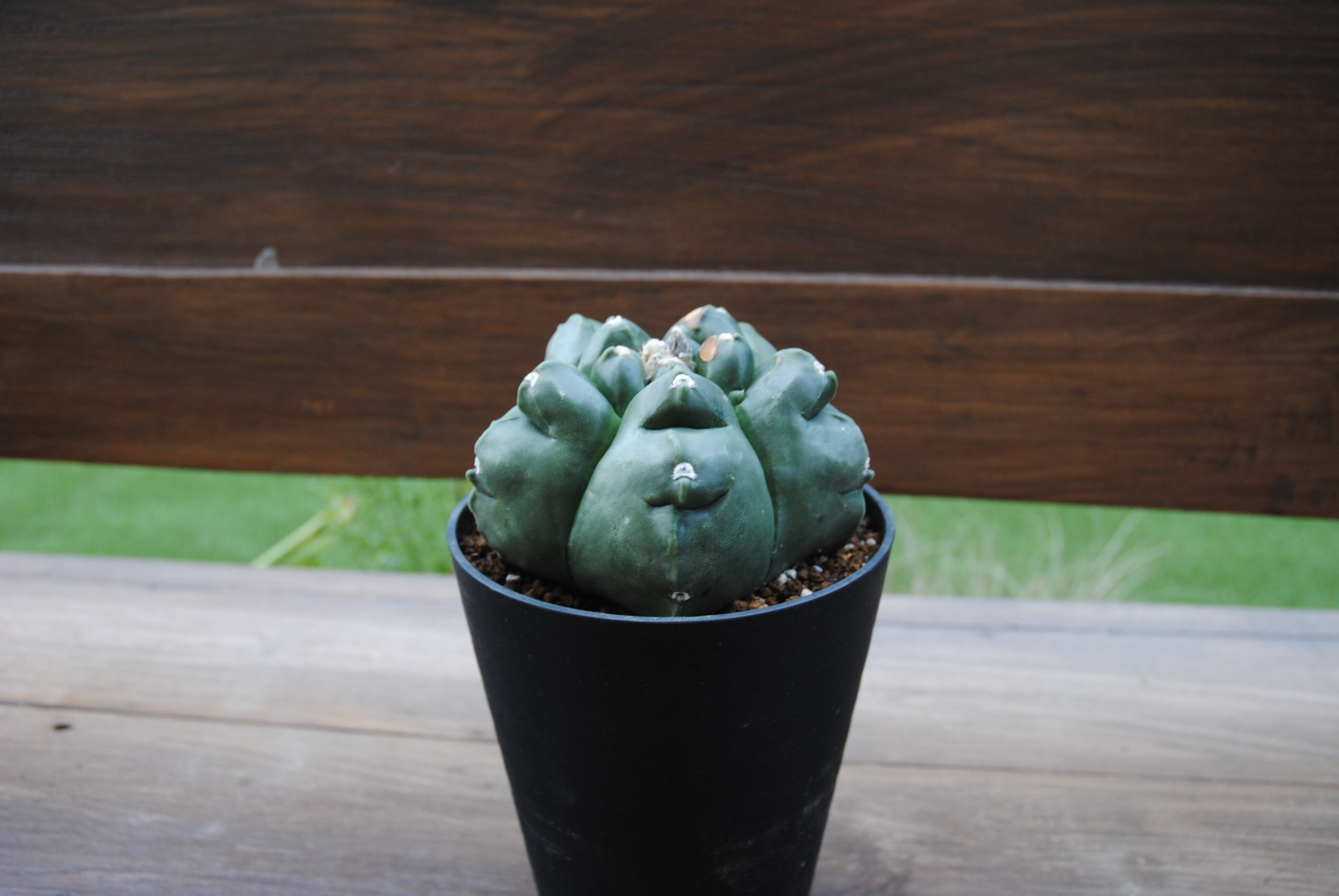 Astrophytum sp. アストロフィツム 亀甲ヘキラン サボテン | plants