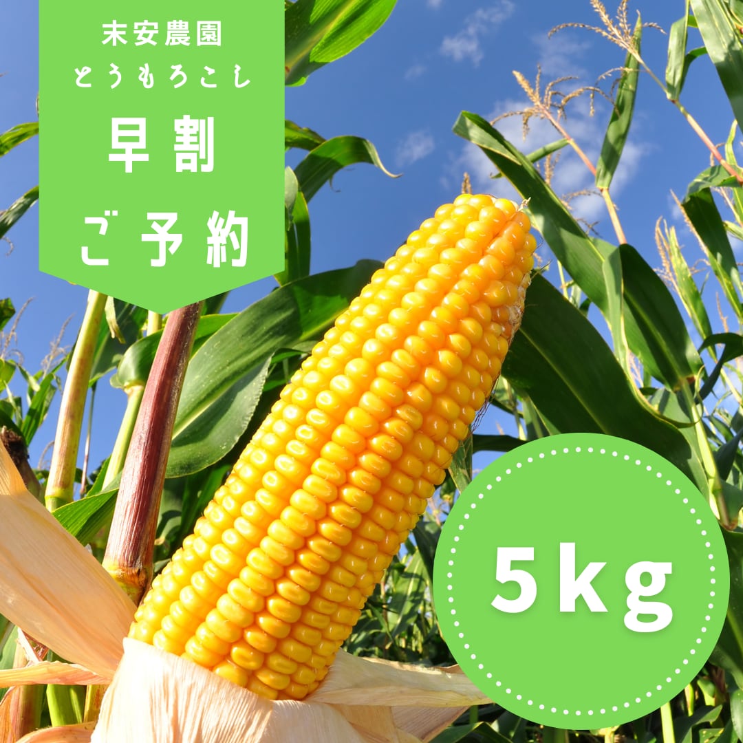 【予約】爆金コーン5kg(約12本〜約15本)