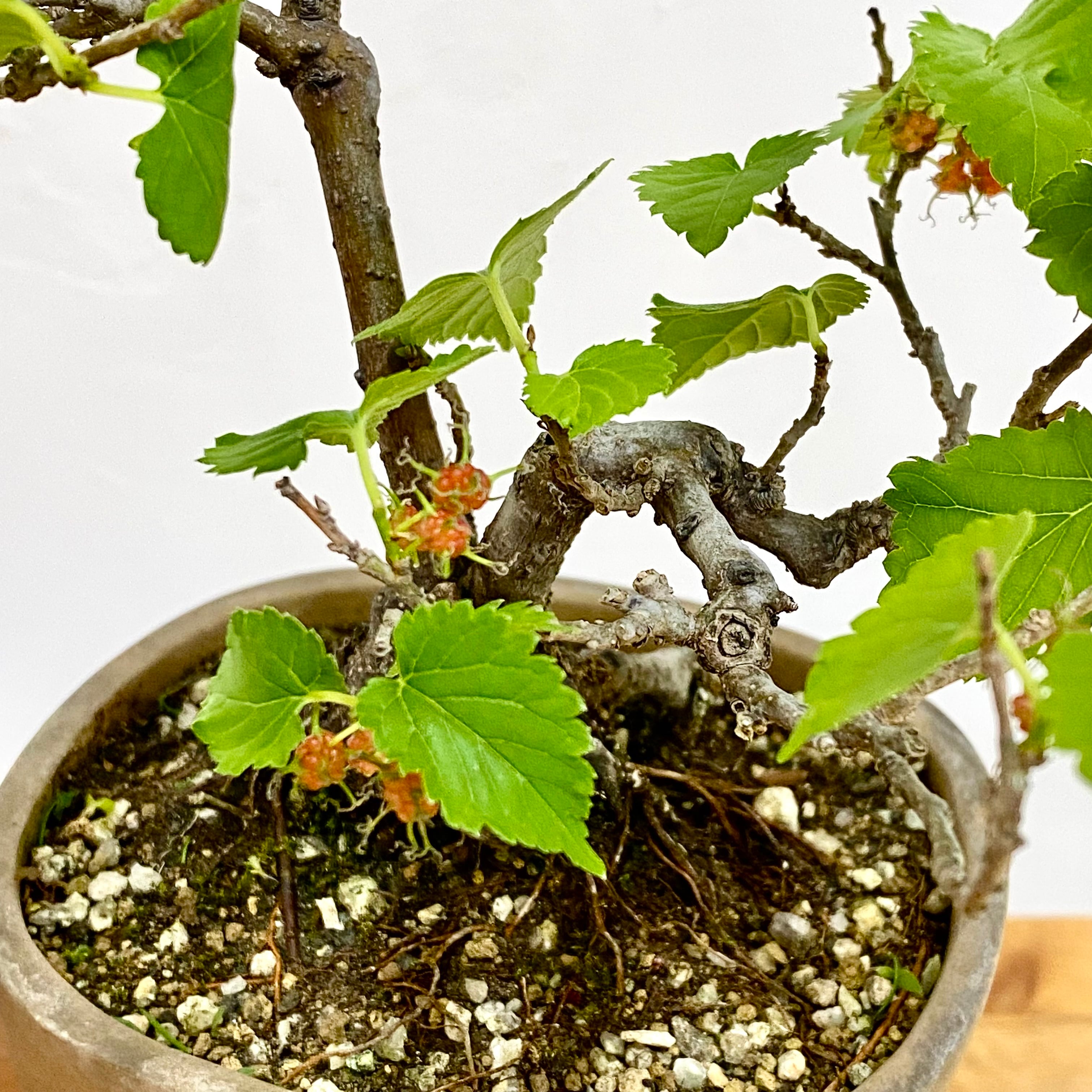 桑（クワ）の盆栽｜高さ 約31cm 幅25cm | BONSAI Labo ウエブショップ