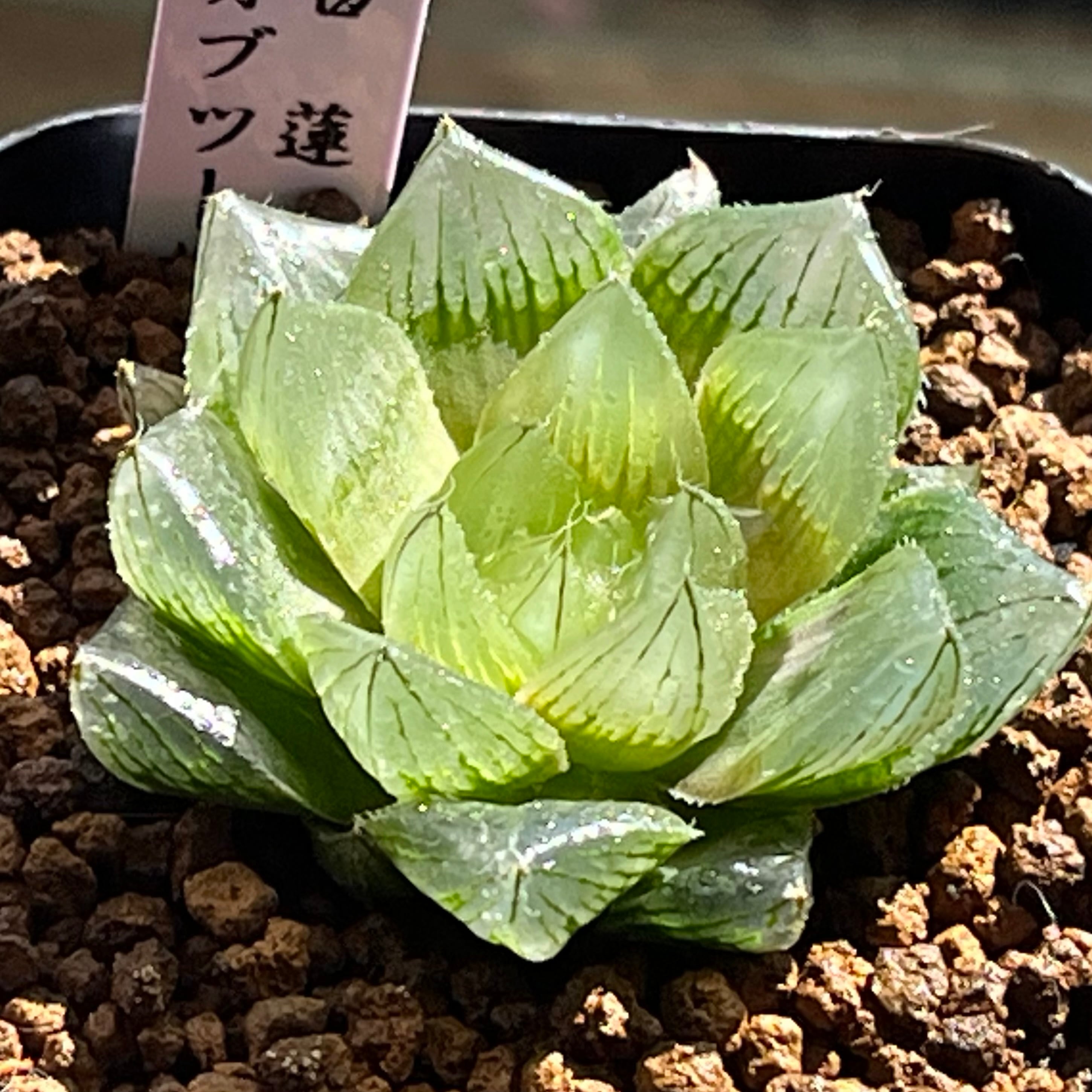 ハオルチア ブルコン般若 | mocono_plants