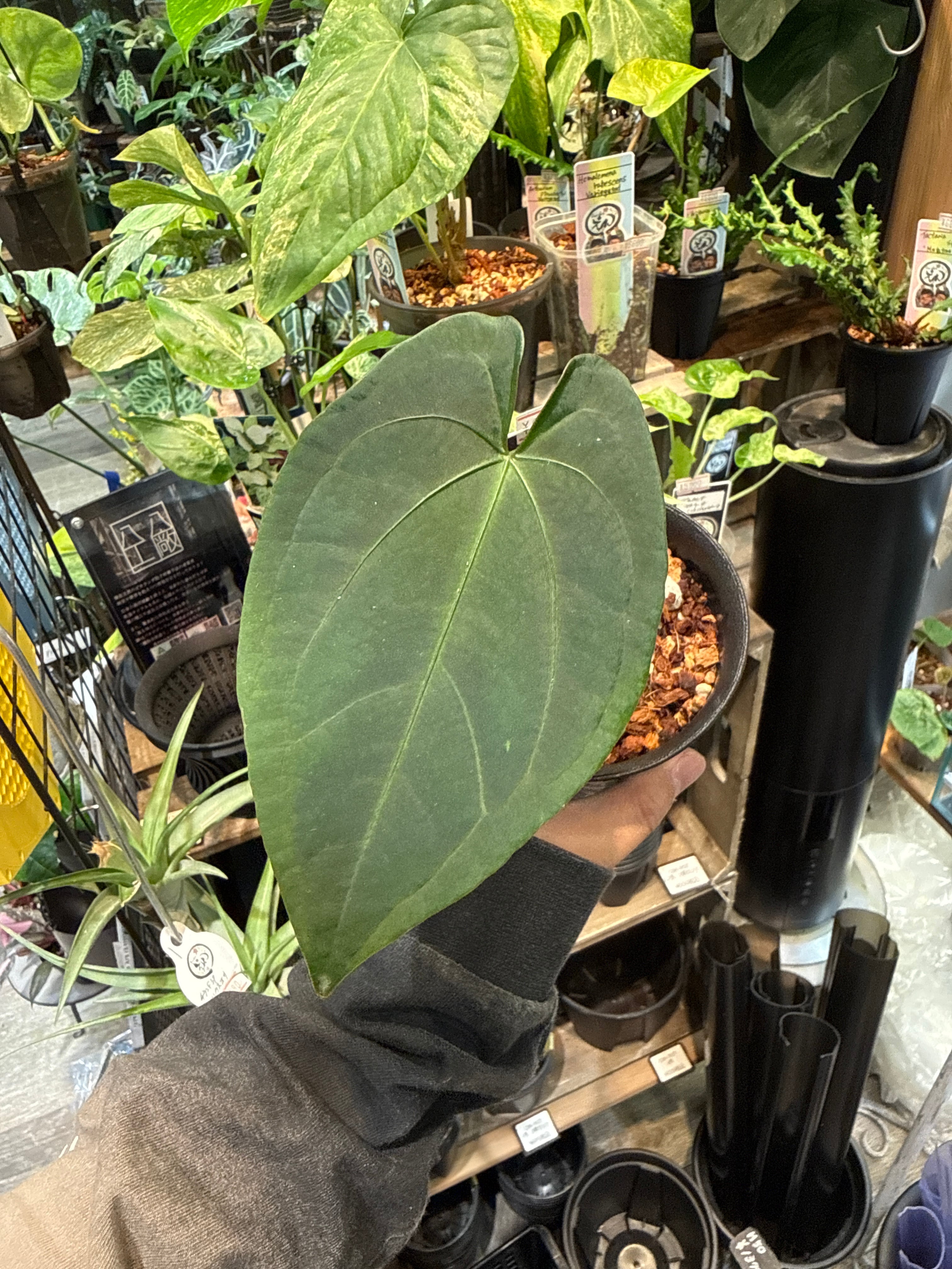 A. Red spider x Red Vein dark phoenix | Gardenえん 【観葉熱帯植物】