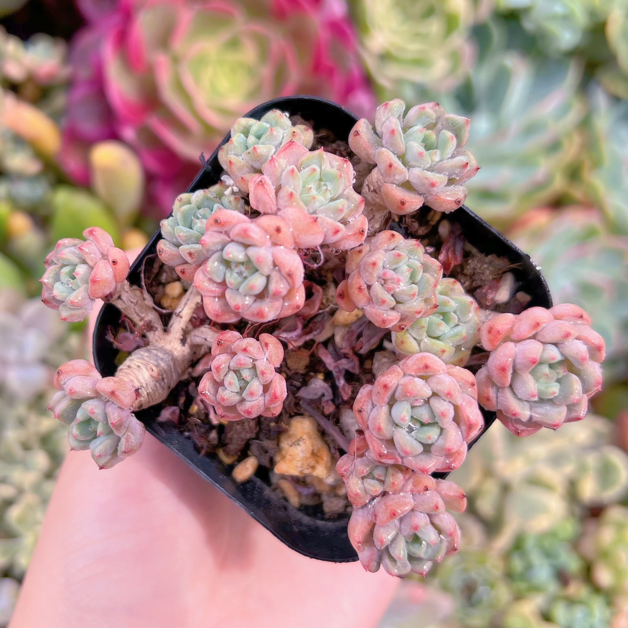 現品　スノーピーチ#1166　群生　るる農園