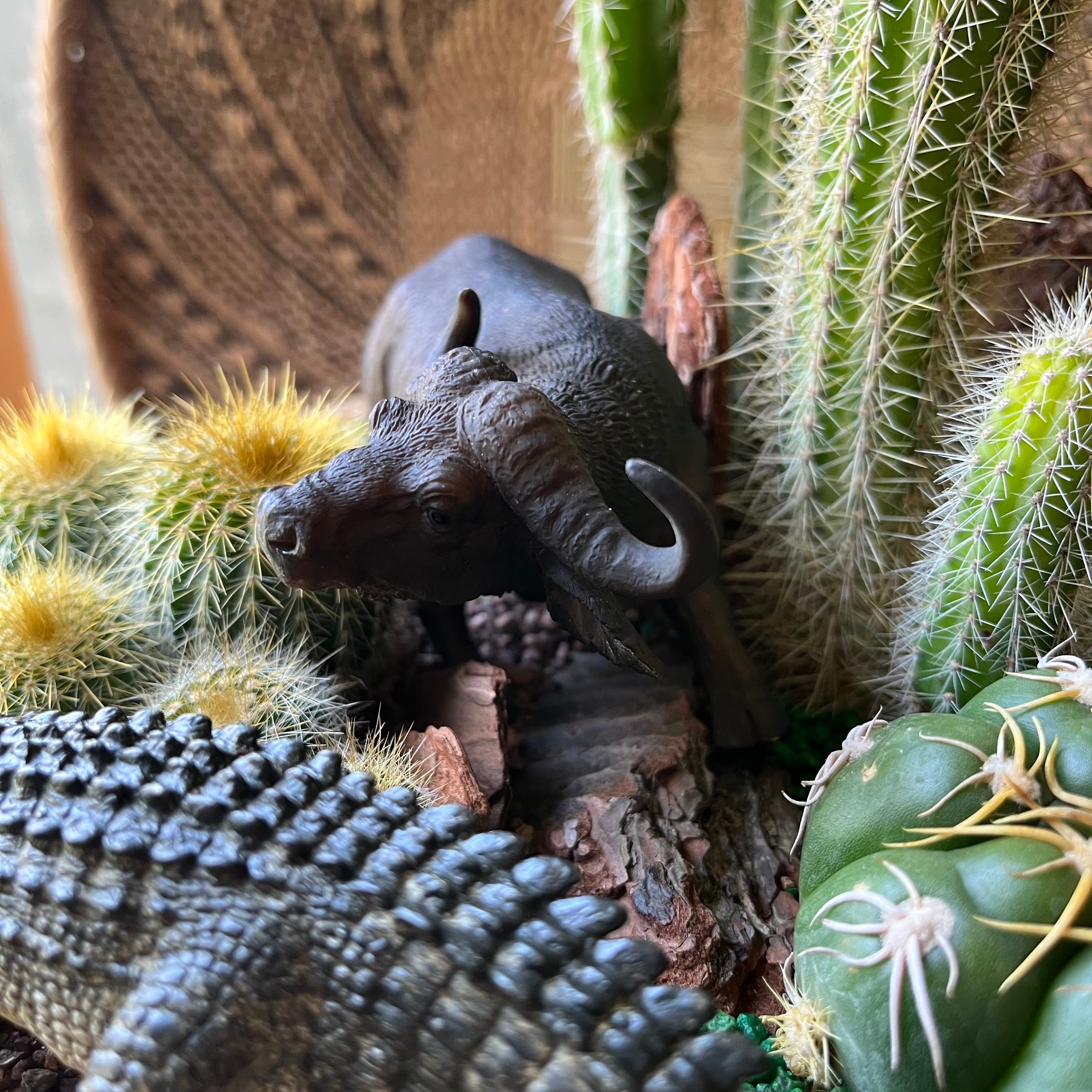 ワニ Vs 水牛 | SABOTEN MISSILE