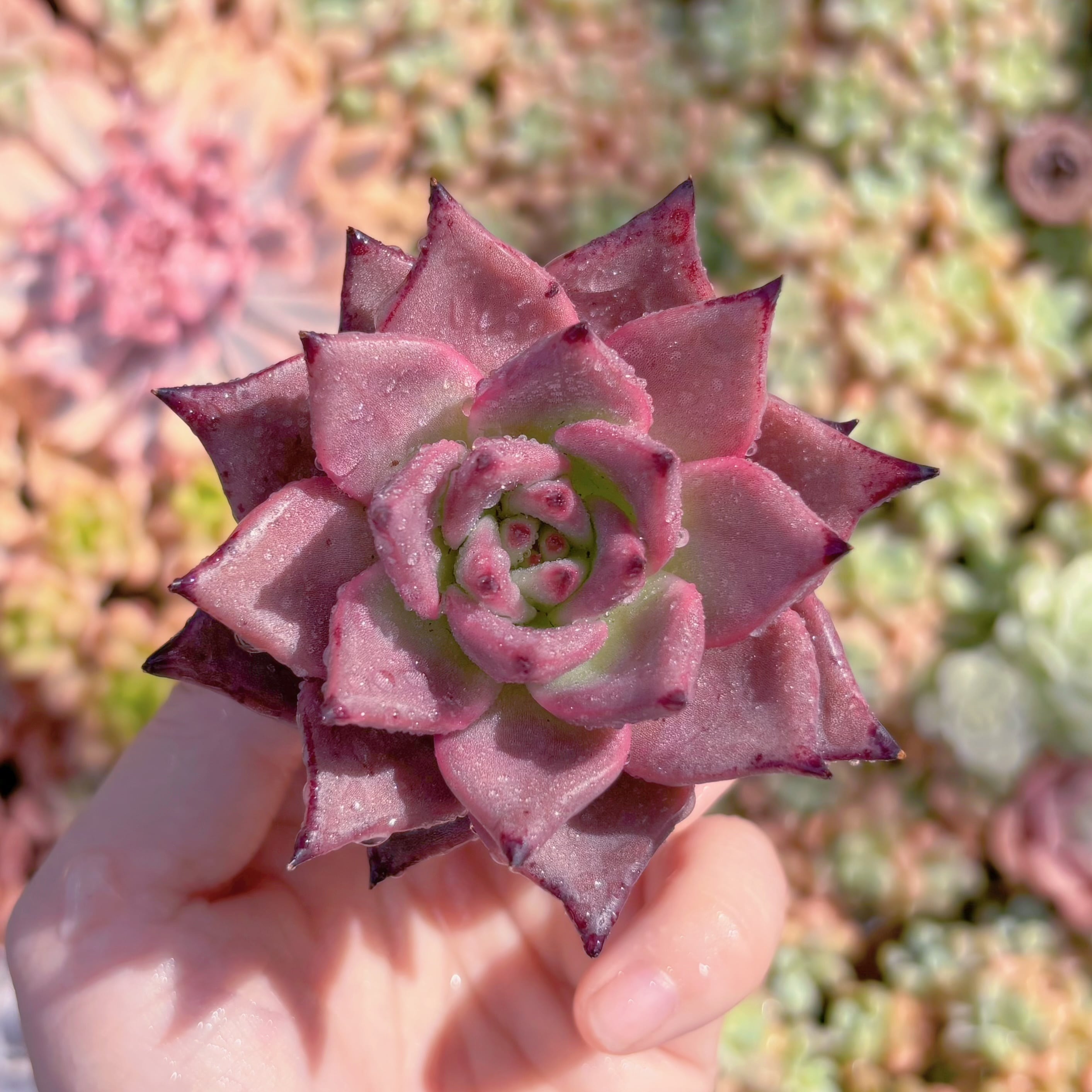 多肉植物　マイクロカリクス　新入荷　るる農園