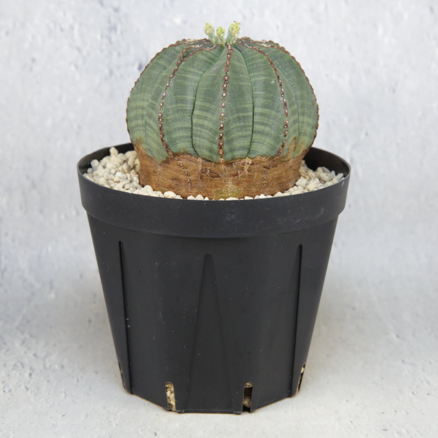 ユーフォルビア オベサ 木質化 大株 大株 木質化 多稜】Euphorbia Obesa ユーフォルビア オベサ