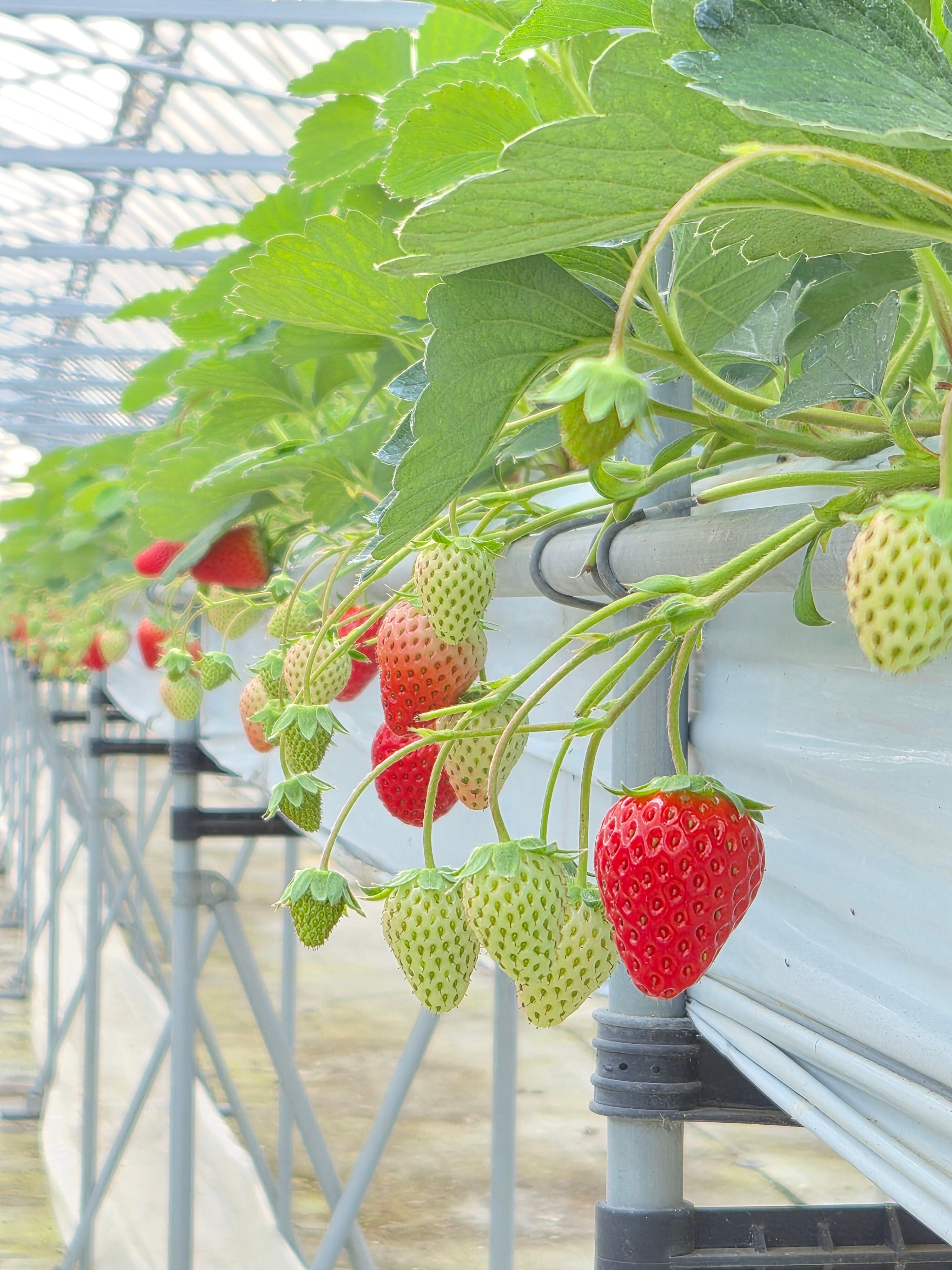 2パックセット】完熟 美都イチゴ350g×2パック！高津川の水で育てました