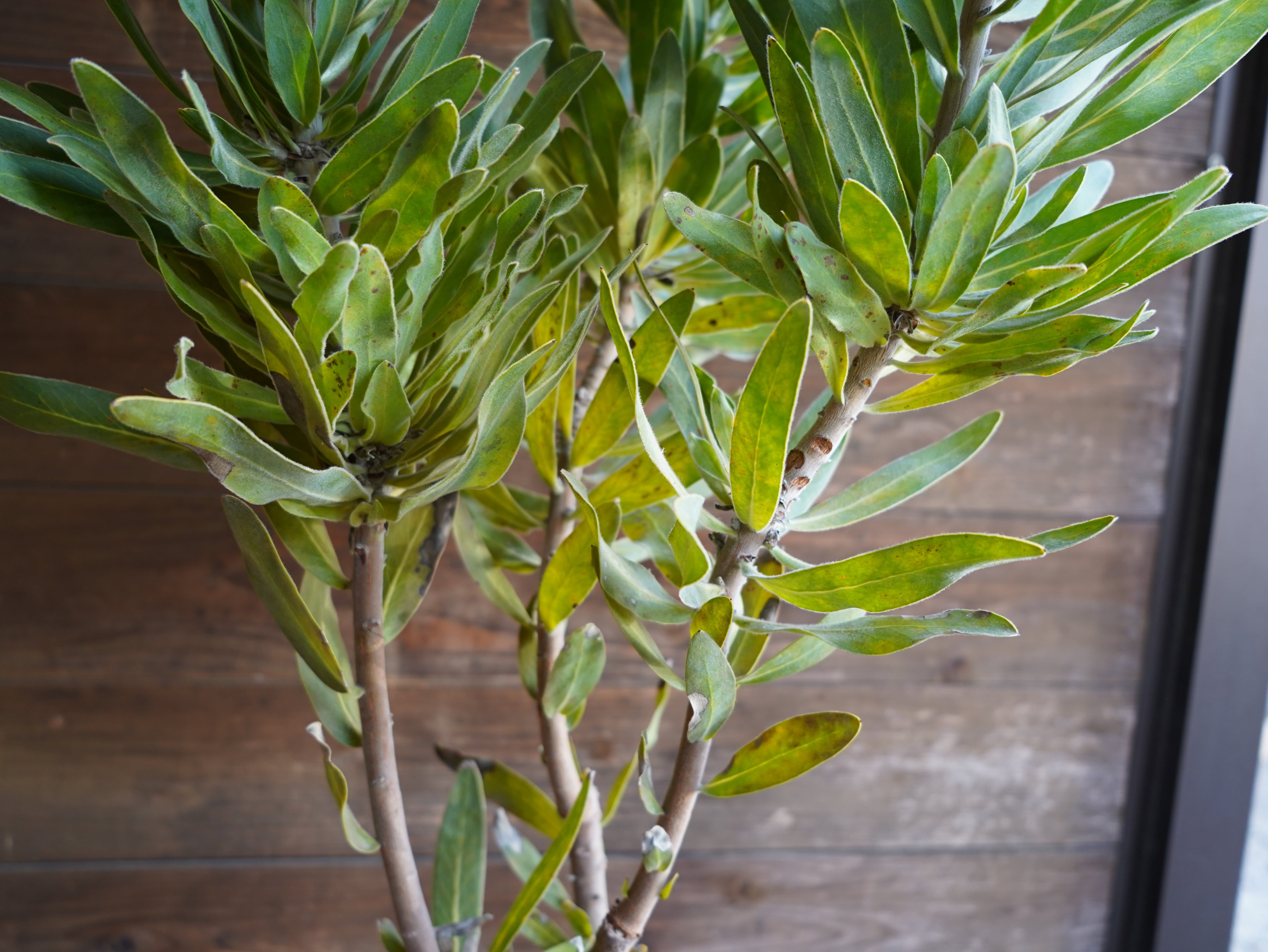 【現物】プロテア  "クリームミンク"