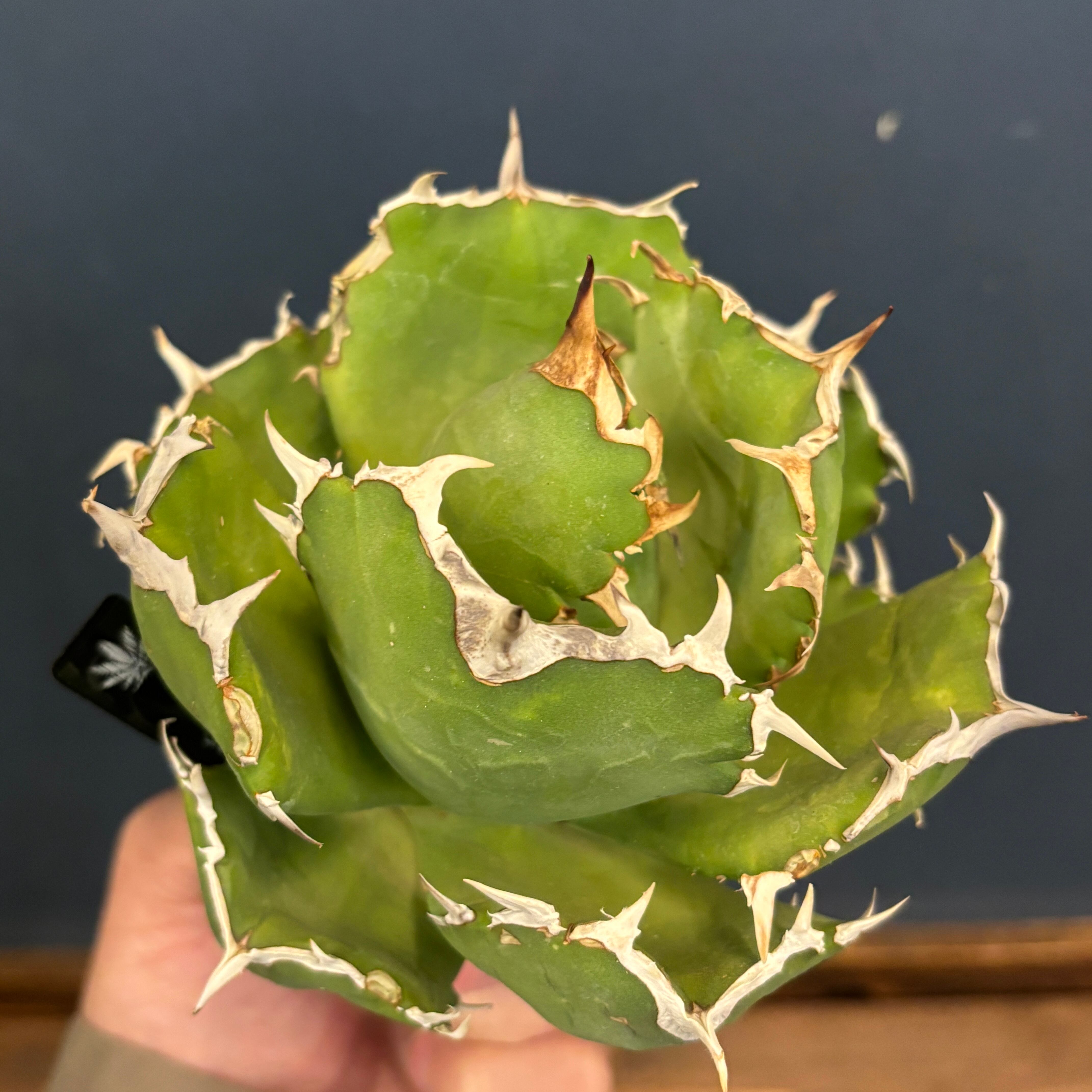 アガベ　チャム　chum イラン株 現品】2026年 CHAMさんアガベ イラン株福袋 20,000円 | PROTOLEAF