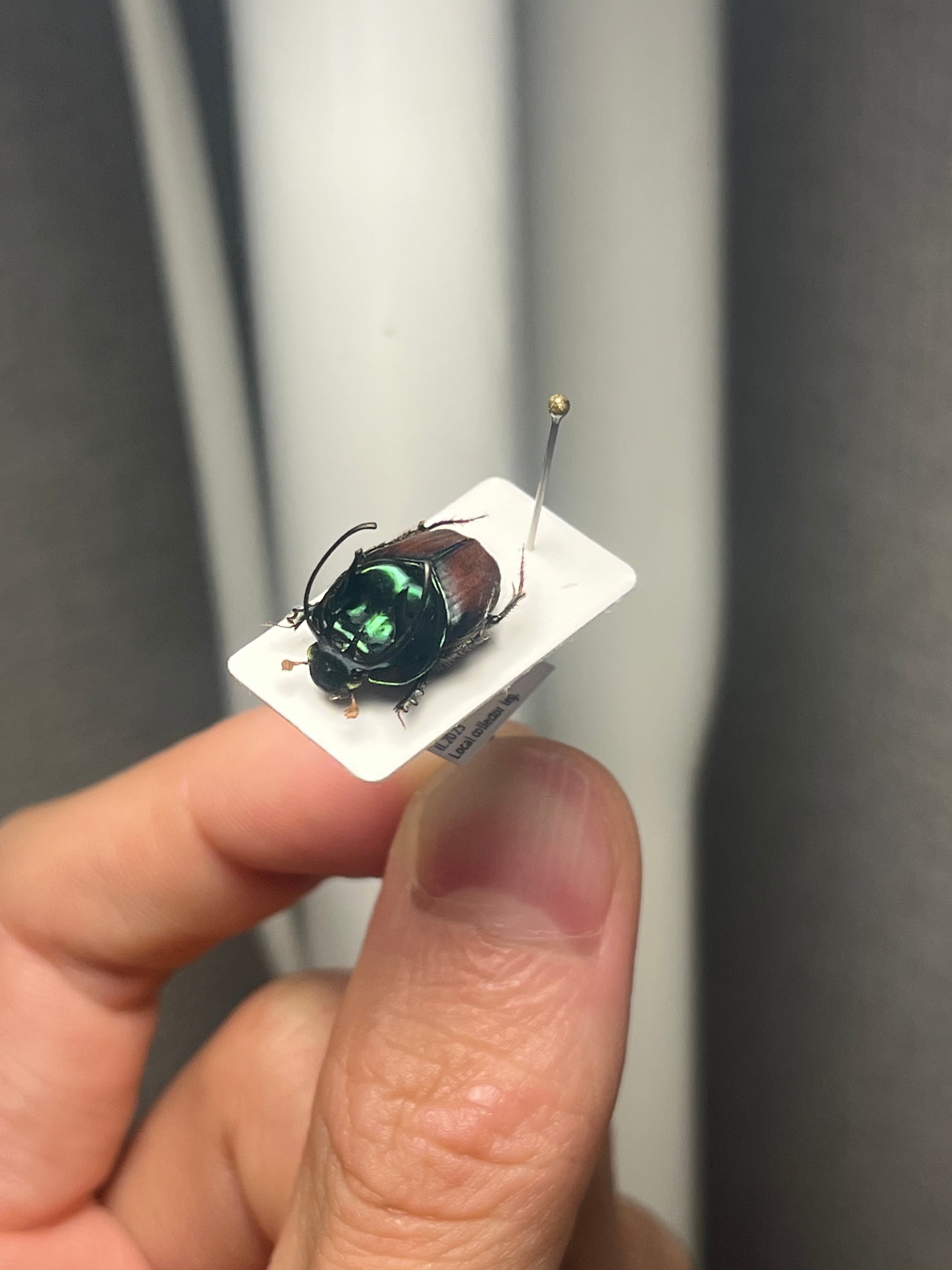 14mm♂】緑シカツノエンマコガネ フンチュウ糞虫昆虫標本甲虫