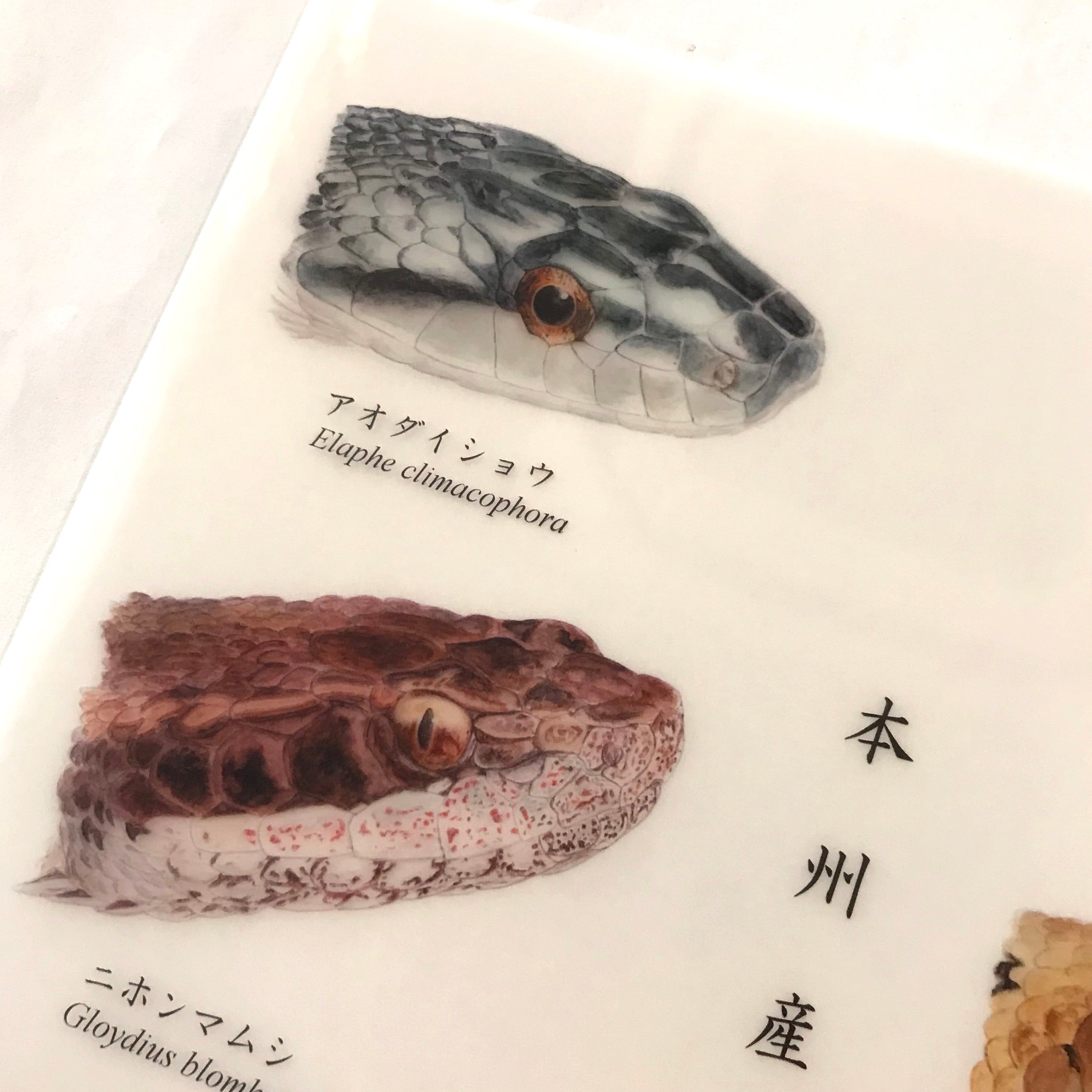 本州産蛇類八種図 クリアファイル | アトリエリジッタ
