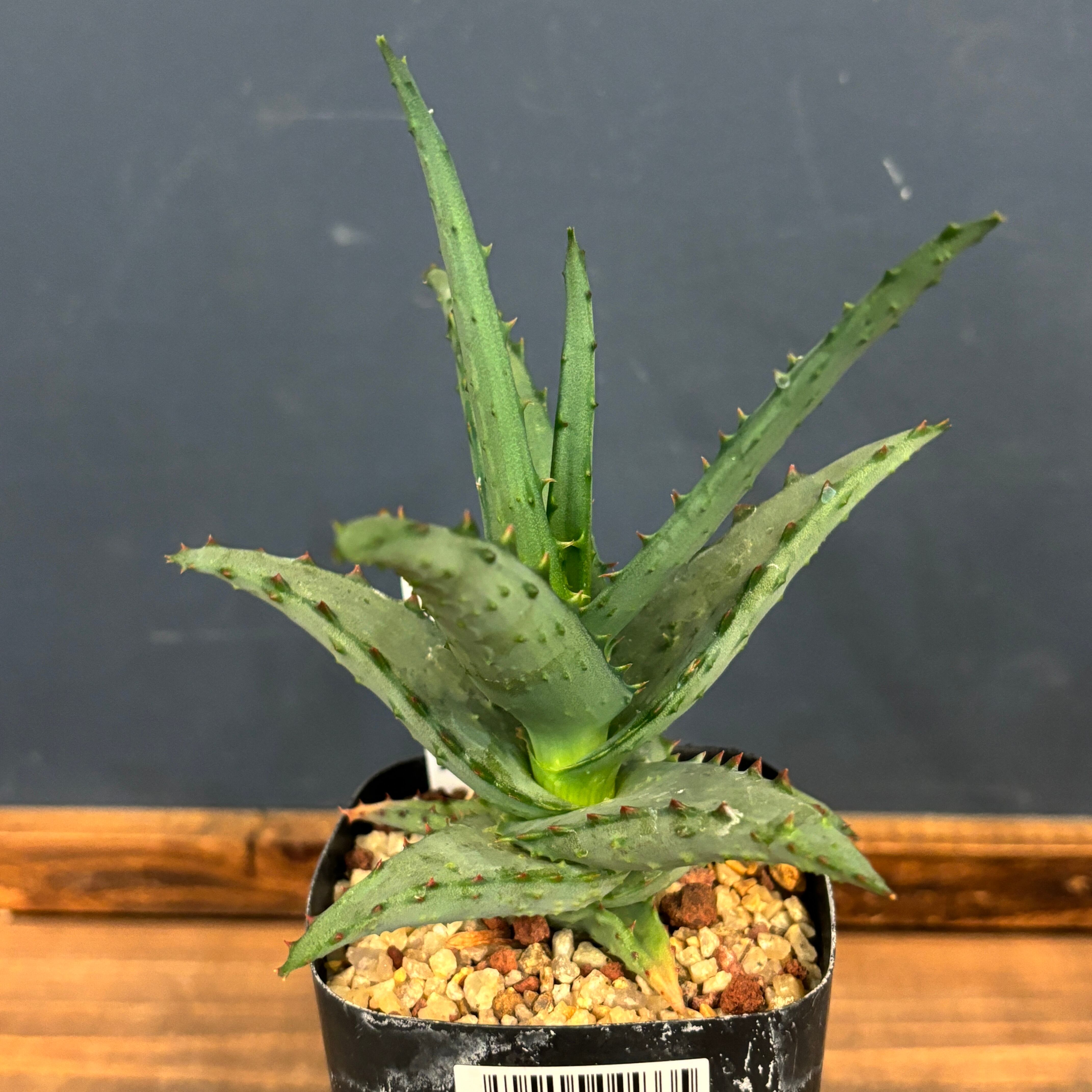 ユーフォルビア、その他多肉 | PROTOLEAF プロトリーフ