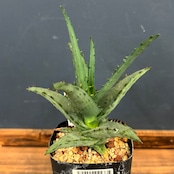 アロエ カスティロニアエ【161】