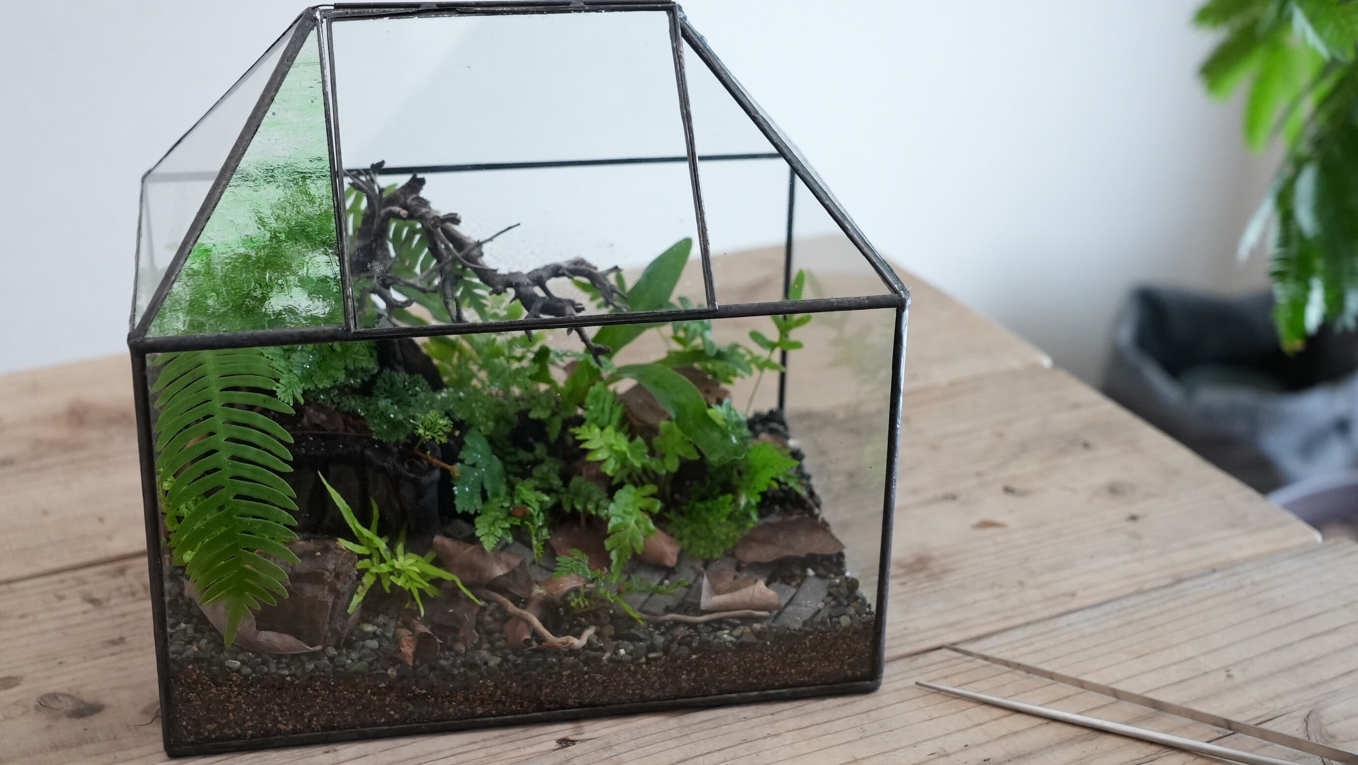 室内温室ワーディアンケース＋周辺機器＋温室植物 復刻】植物を育てるワーディアンケース － 19世紀の貴族が愛した小さな