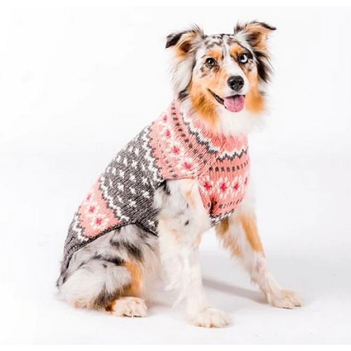 CHILLY DOG チリードッグ | PERRO online shop