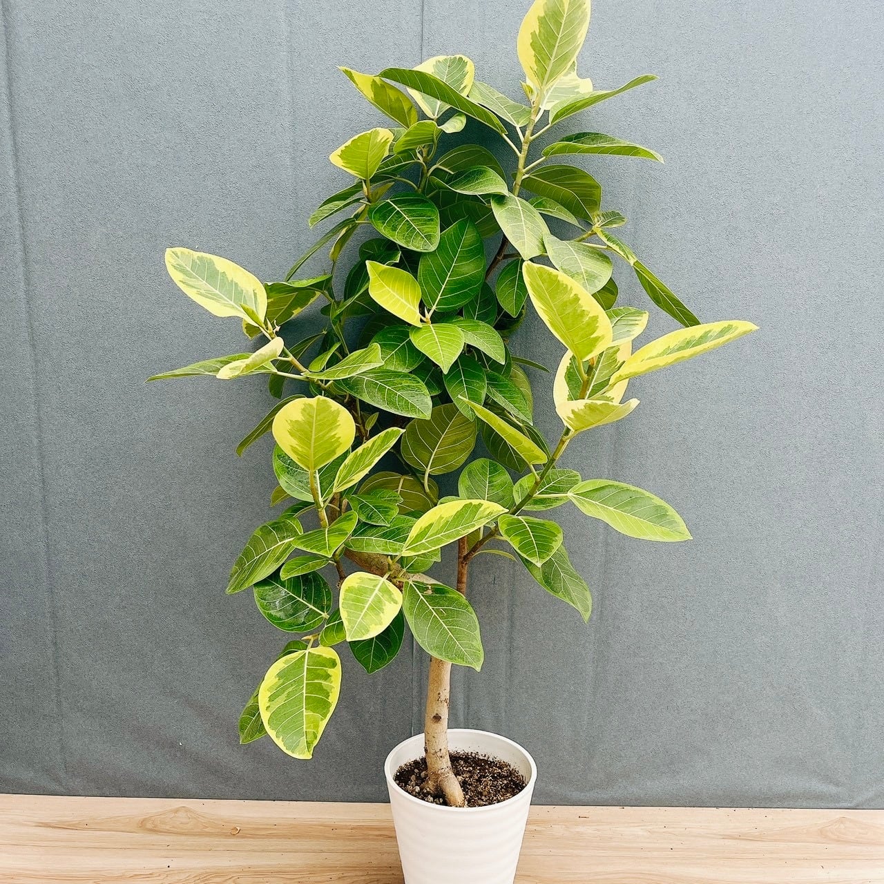 ［現品］4番　フィカス　アルテシマ　10号　観葉植物　室内　大型　特大　ゴムの木 現品］4番 フィカス アルテシマ 10号 観葉植物 室内 大型 特大 ゴムの
