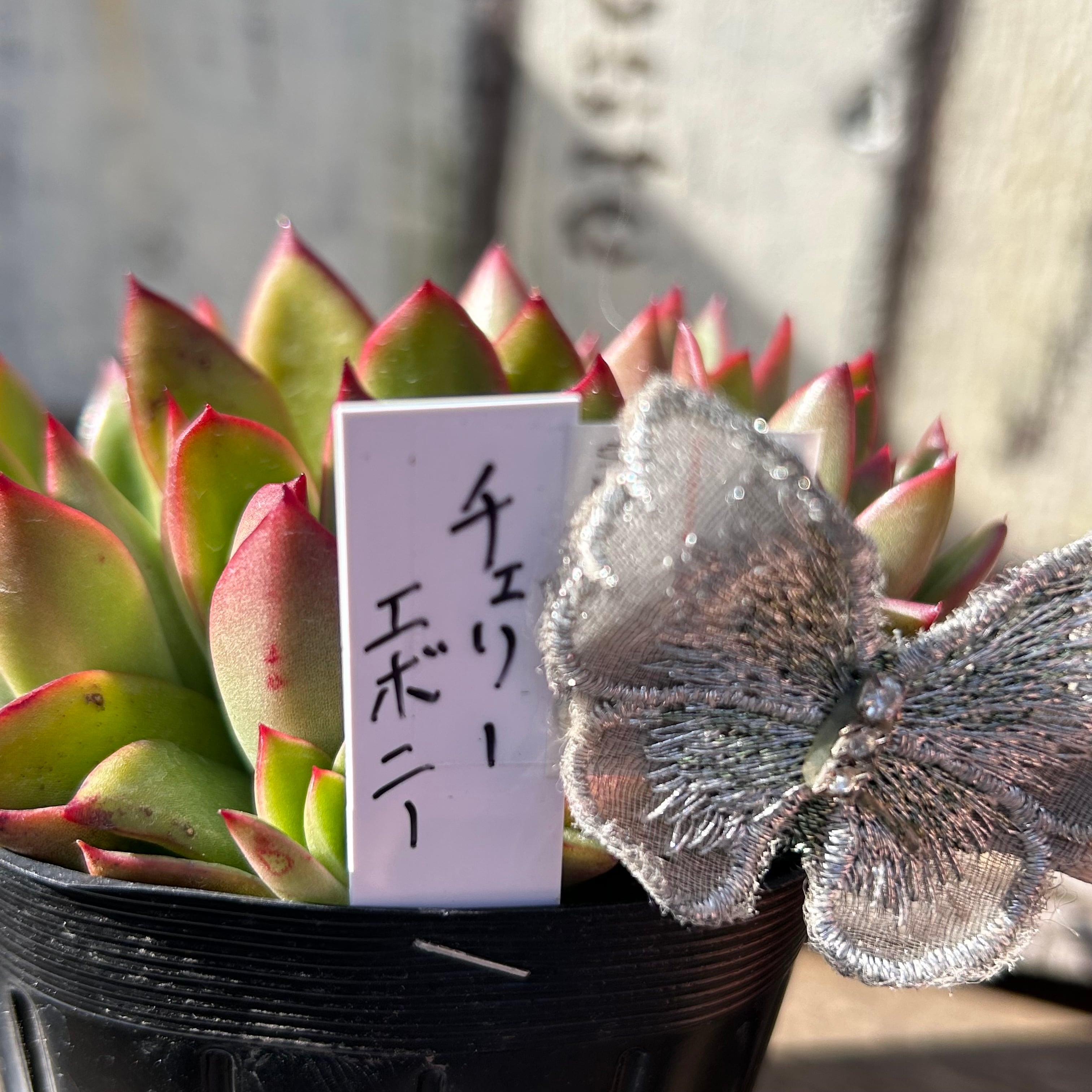 チェリーエボニー | RuPo 多肉植物専門店