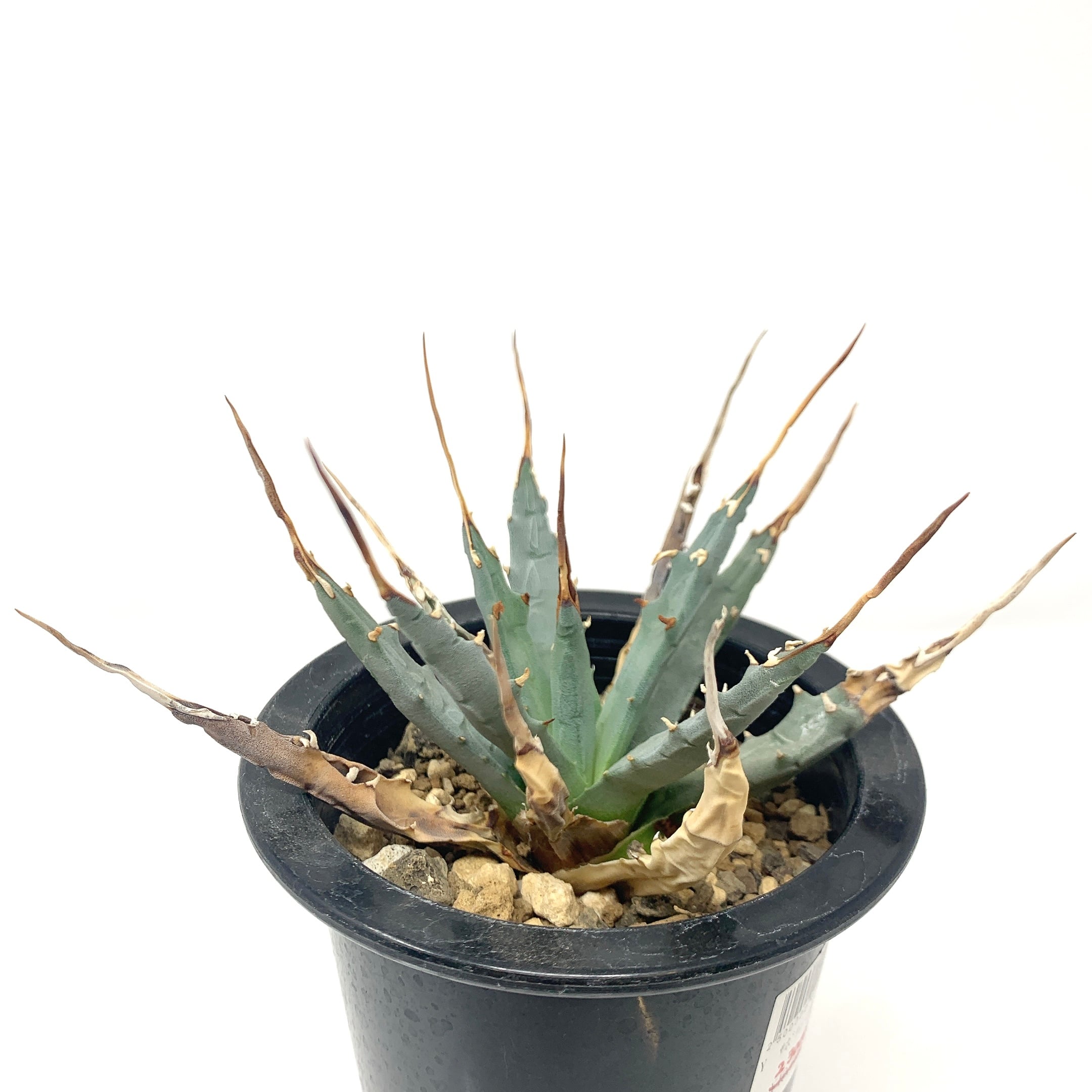 アガベ☆エボリスピナ 現地球、現地株、発根管理 検索/チタノタ 【公式