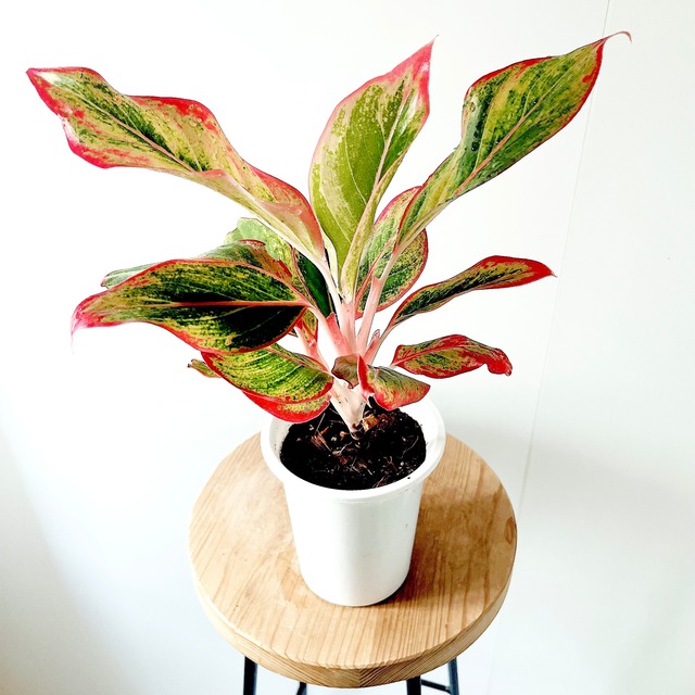 《数量限定》calm cafe 公式限定｜おまかせ4号鉢 3鉢セット