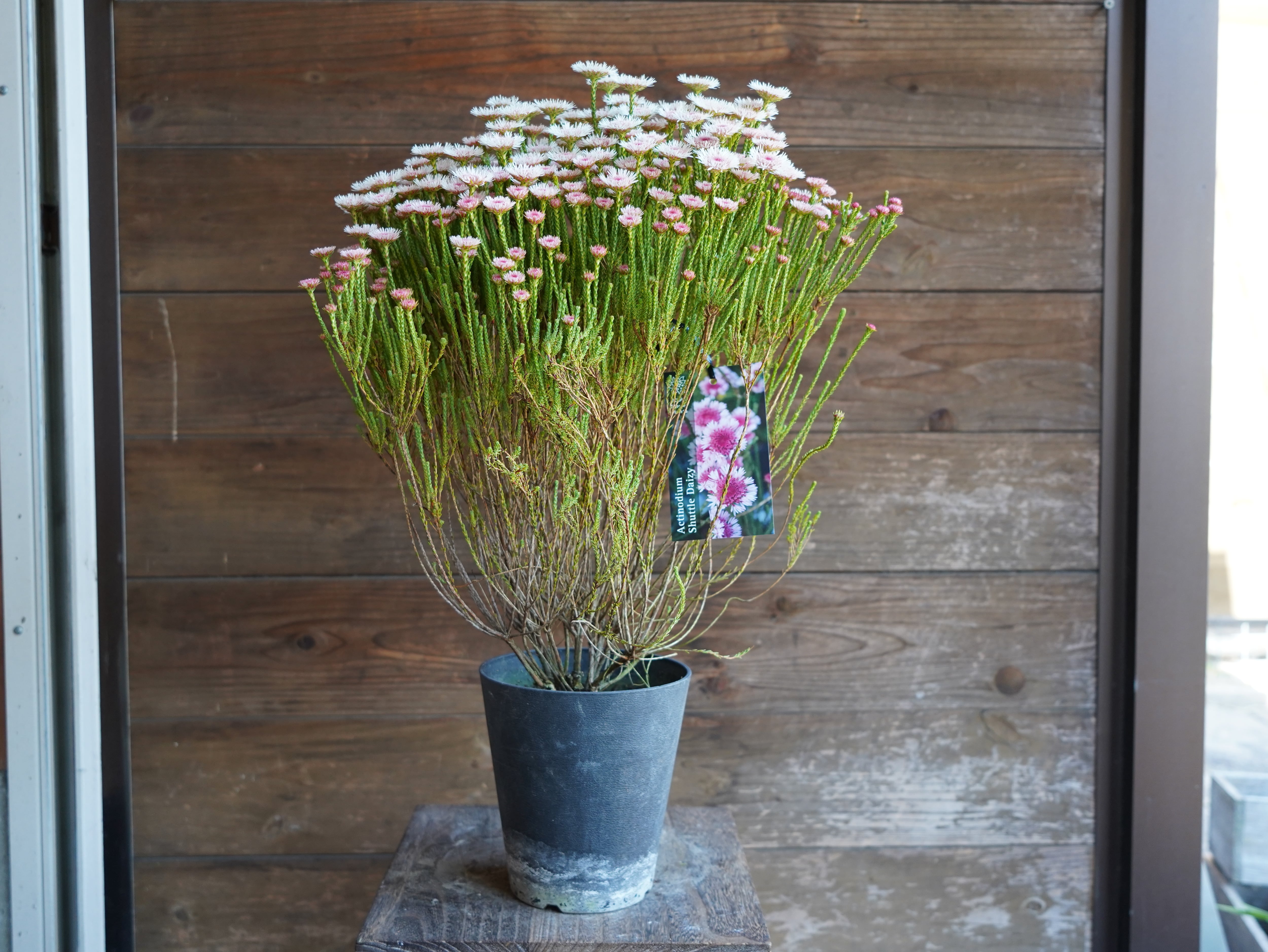 【現物】アクチノジウム　”シャトルデイジー”