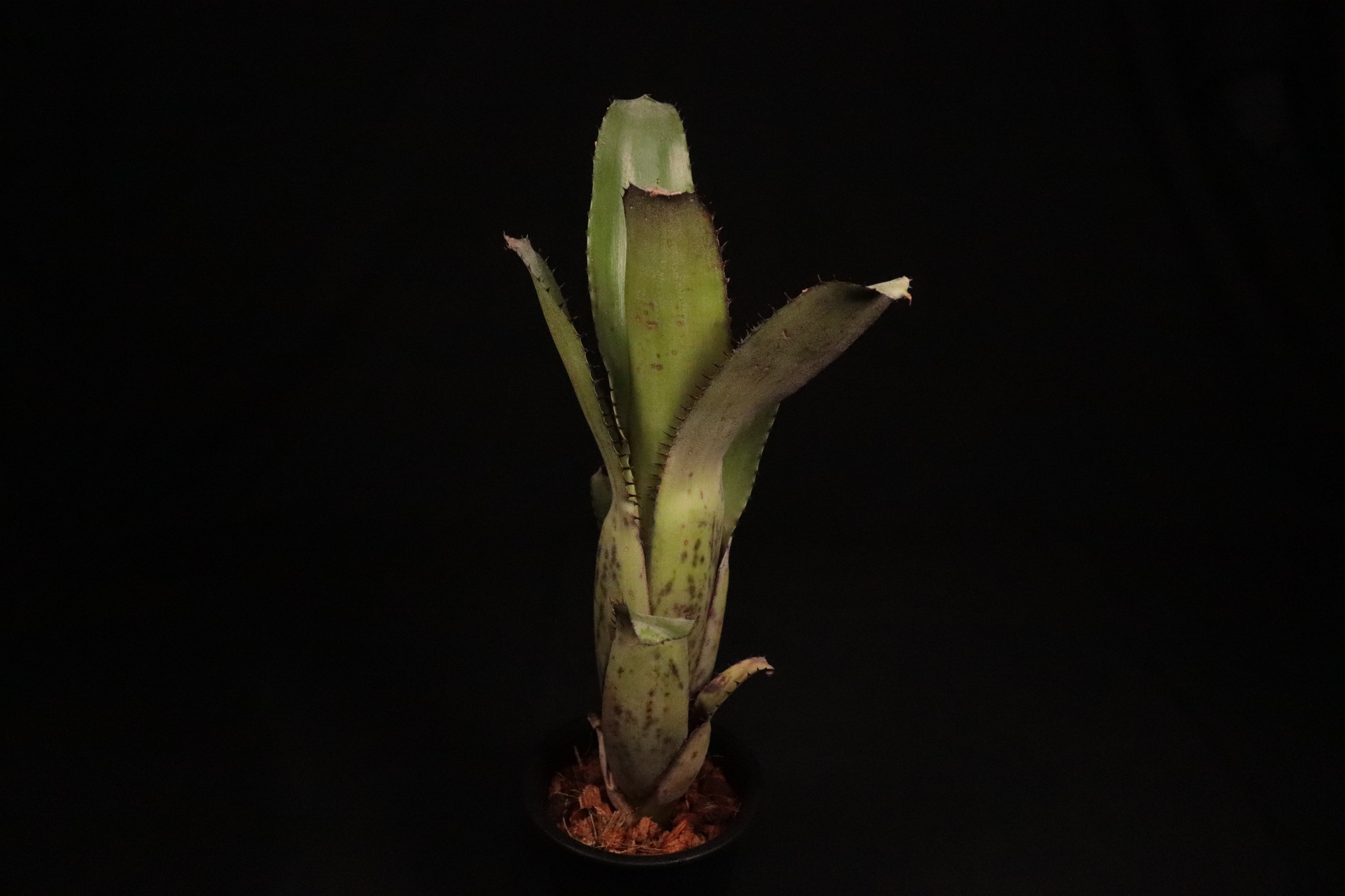 送料無料】Aechmea 'Jack'〔エクメア〕現品発送A0061 | plane plants
