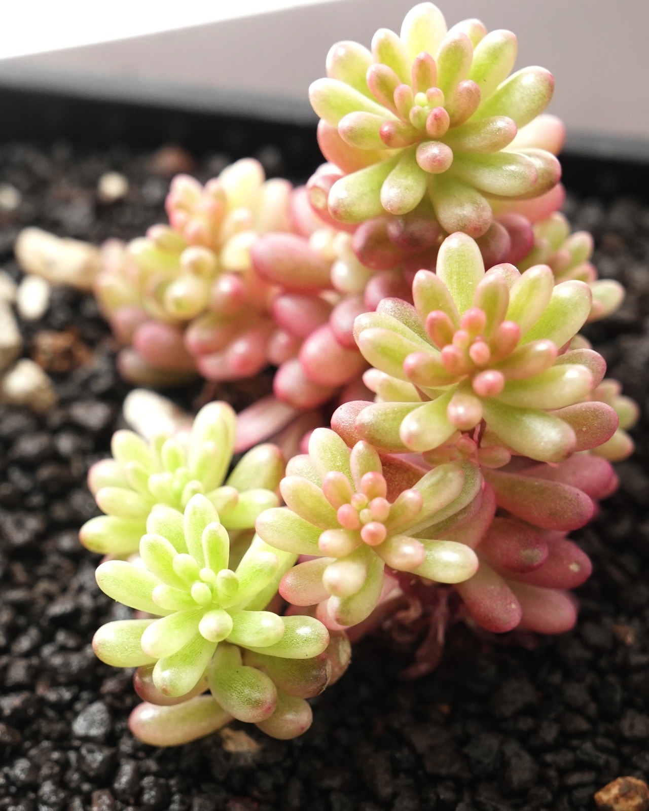 鉢植え オーロラベリー Sedum 'Aurora Berry'