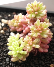 鉢植え オーロラベリー Sedum 'Aurora Berry'