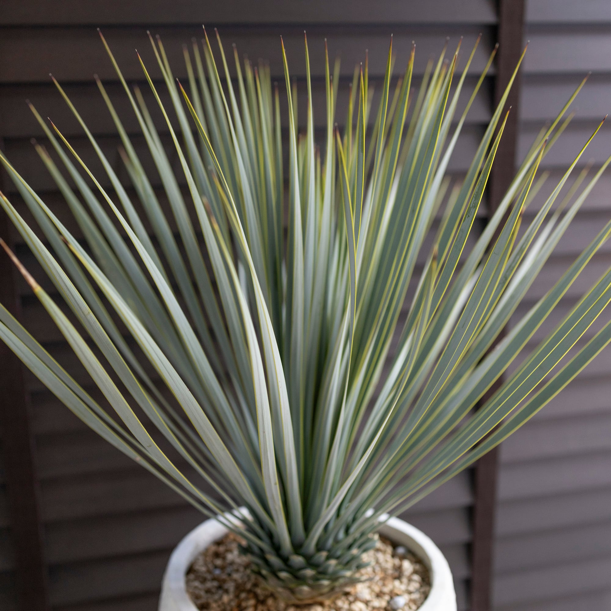 ユッカ ロストラータ Rostrata 8号 陶器鉢 観葉植物 ドライガーデン