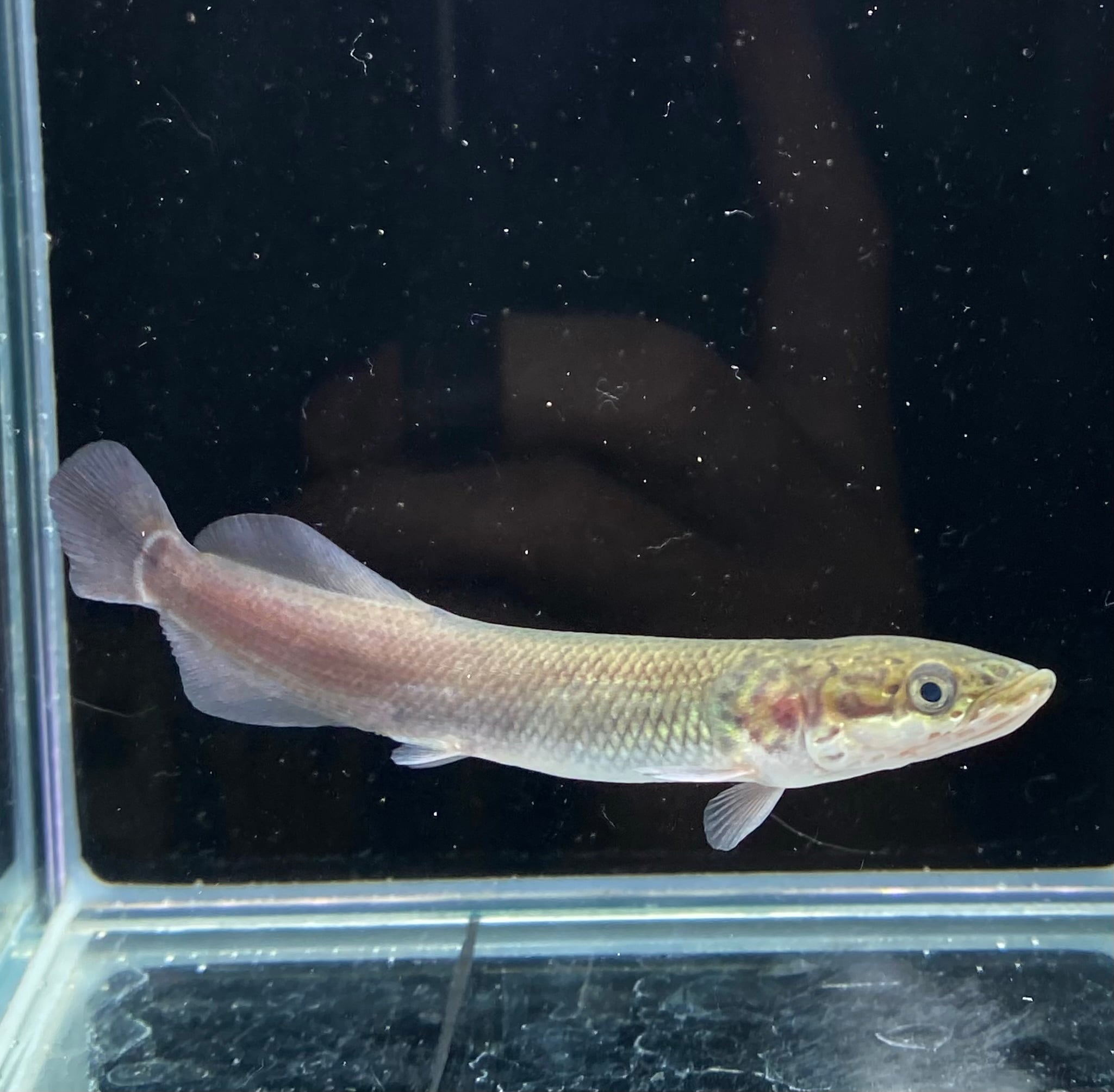 ピラルク 約1m 怪魚 ピラルク (Arapaima gigas ) 1匹 | アクアショップあんじゅ