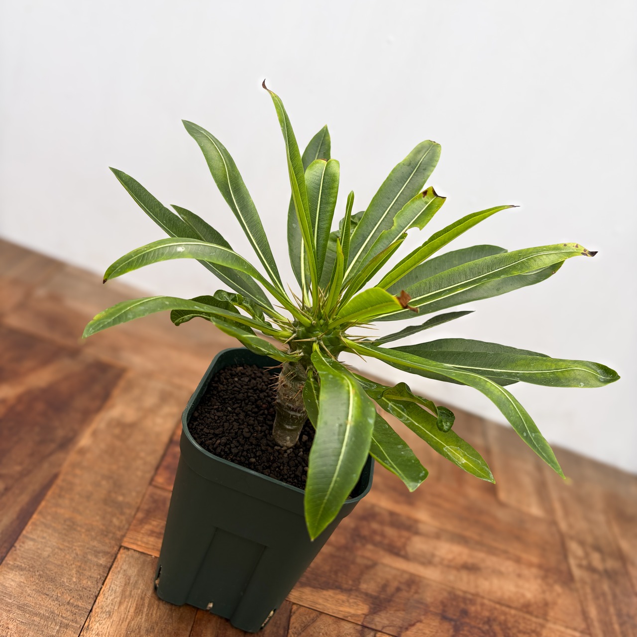 Pachypodium menabeum【パキポディウム・メナベウム】