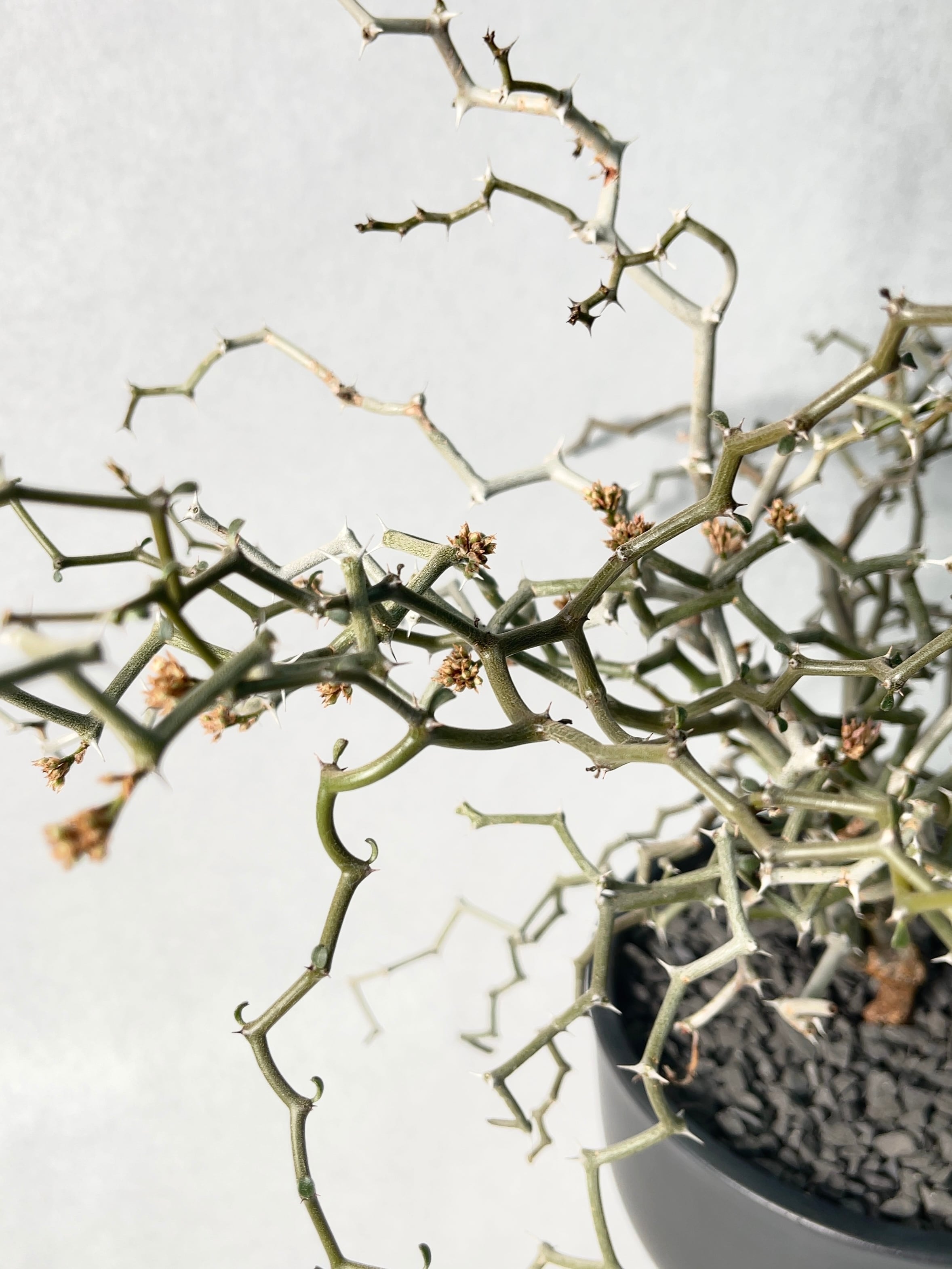 デカリア・マダガスカリエンシス | trigger