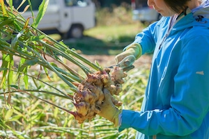 生姜500g　「発酵生姜つくりませんか」