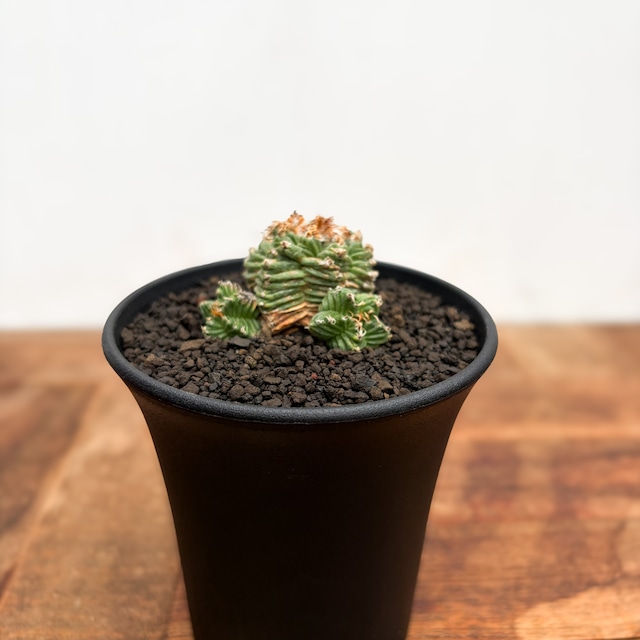 Aztekium ritteri 'Valdezii'【アズテキウム・紅籠・カキ仔】