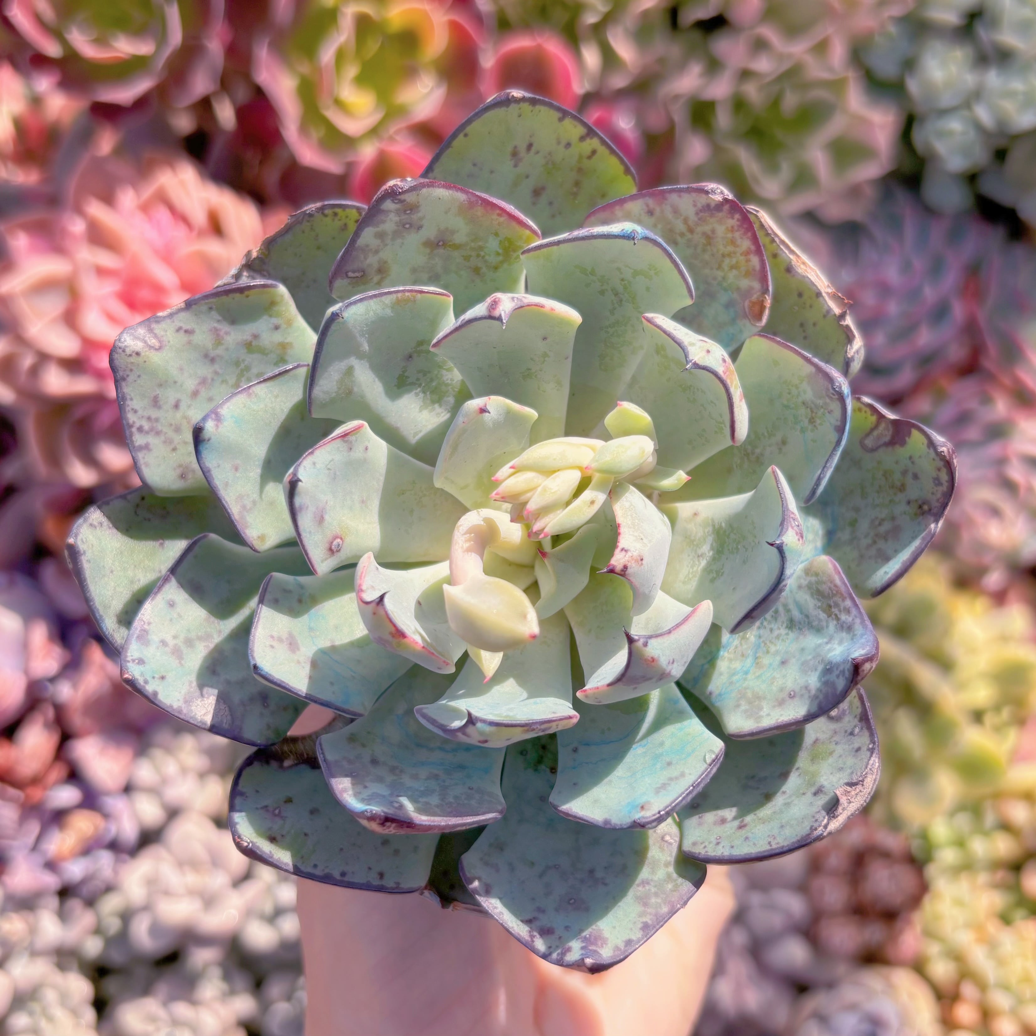 現品　ストリクチフローラ#644　大苗　るる農園