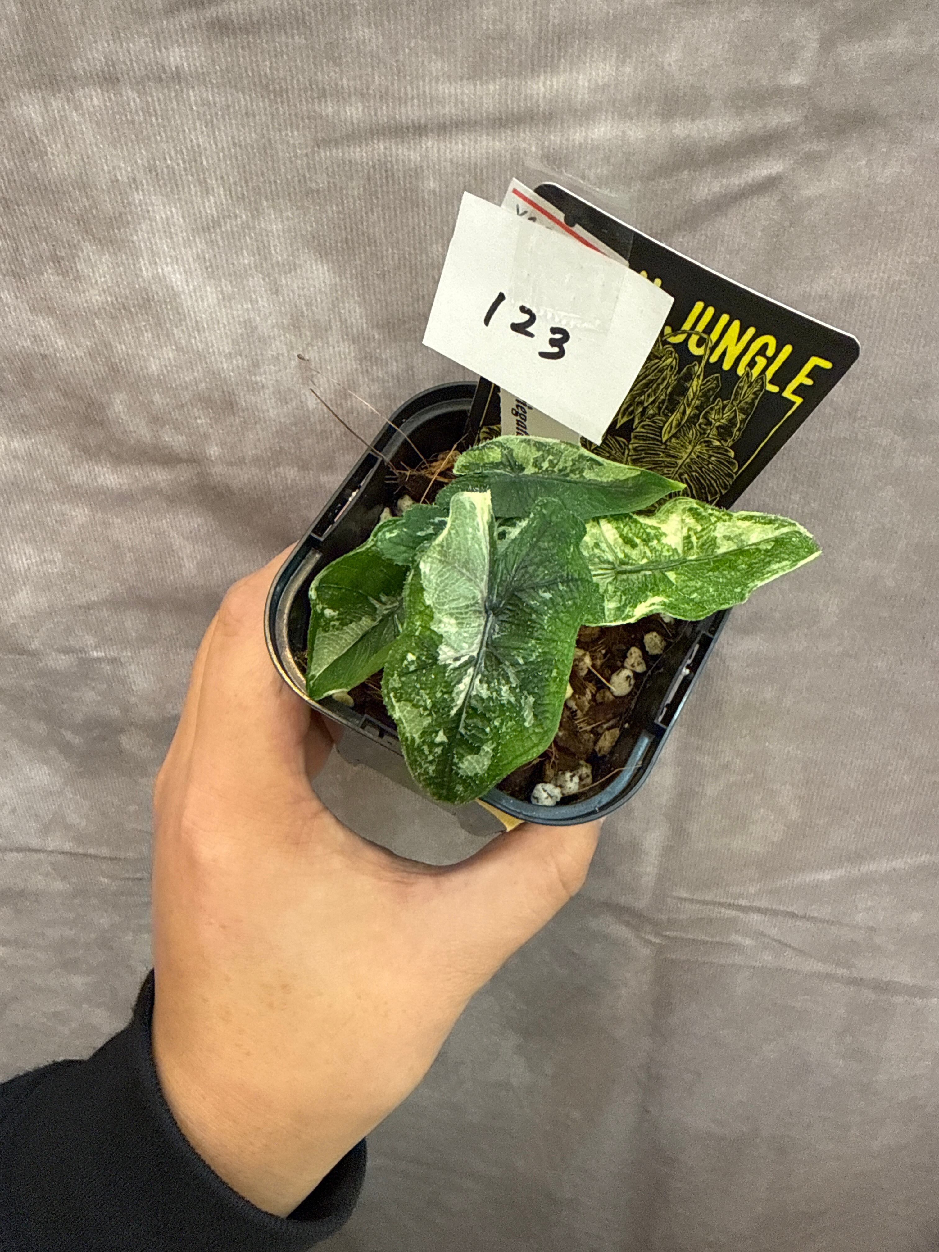 123.. Alocasia Jacklyn variegata / アロカシアジャックリン斑入り