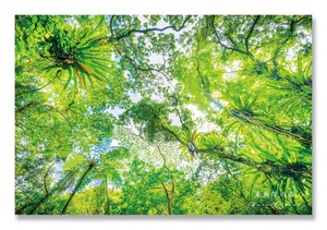 奄美ポストカード「亜熱帯の森」