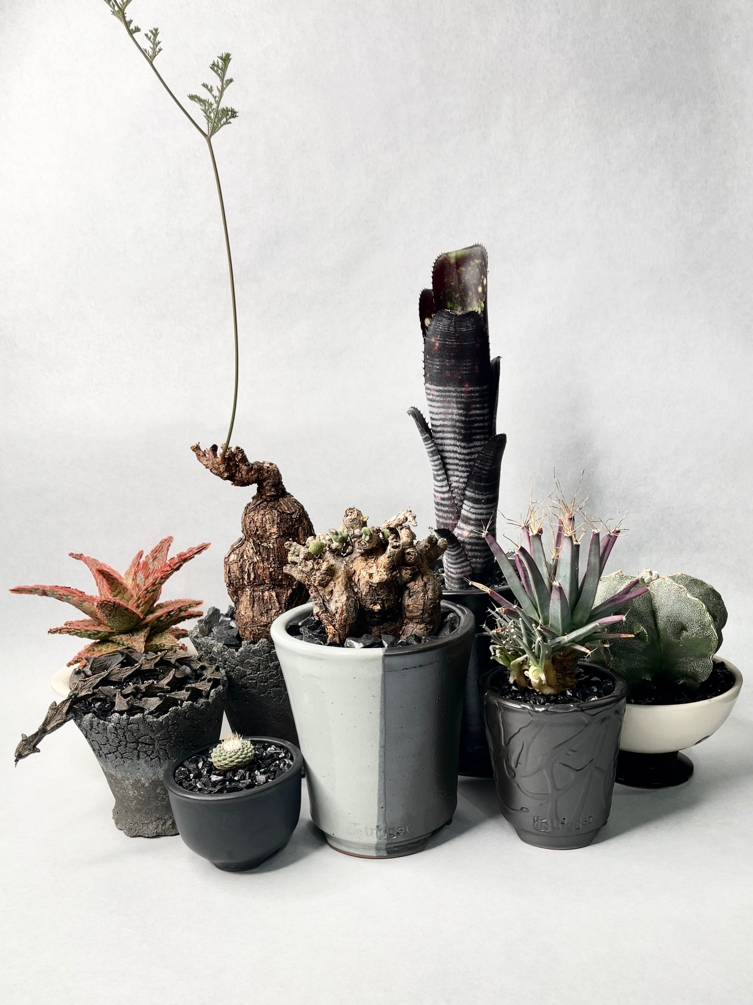 ストロンボカクタス・菊水 | trigger