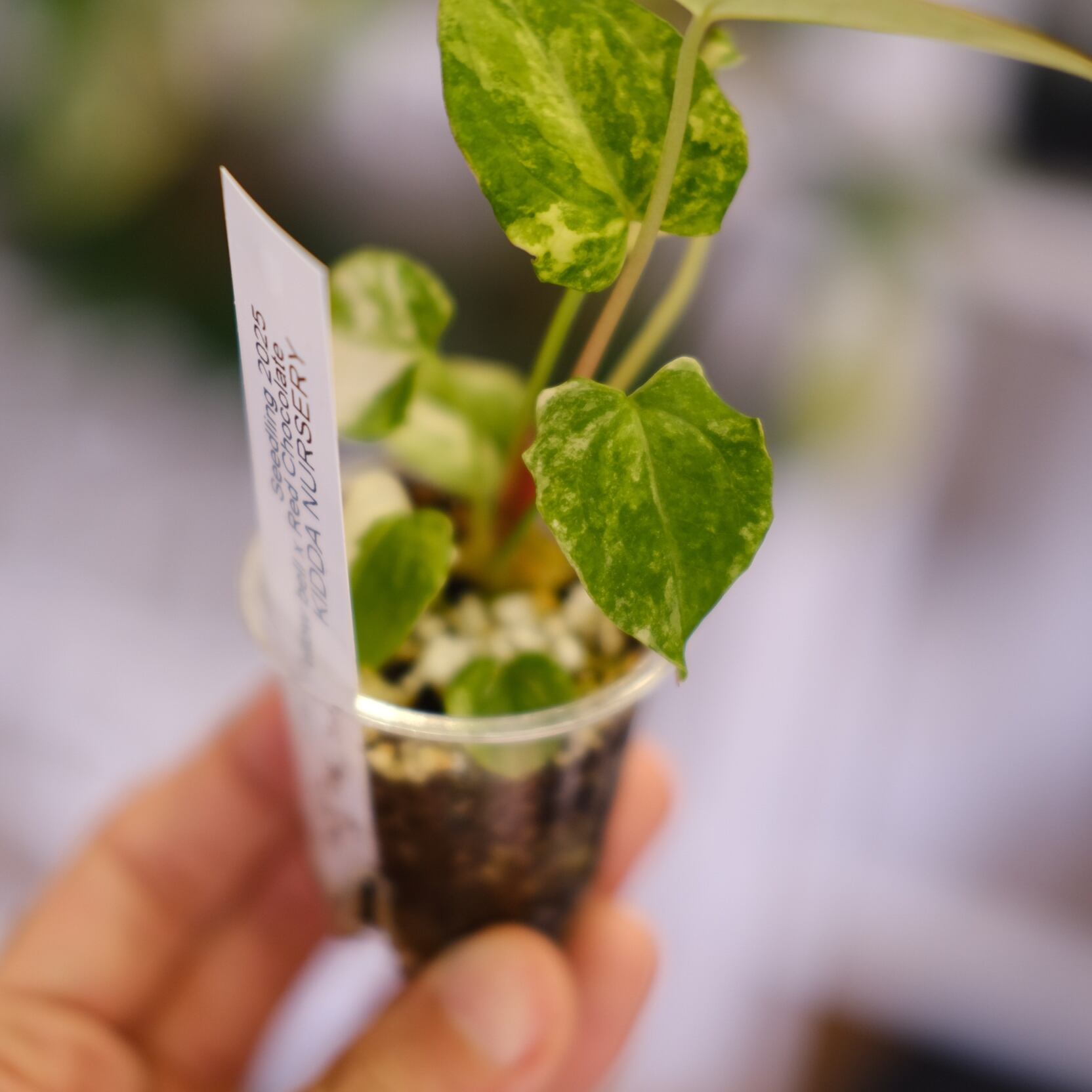 希少】Anthurium Yellow Bell × Red Chocolate│観葉植物