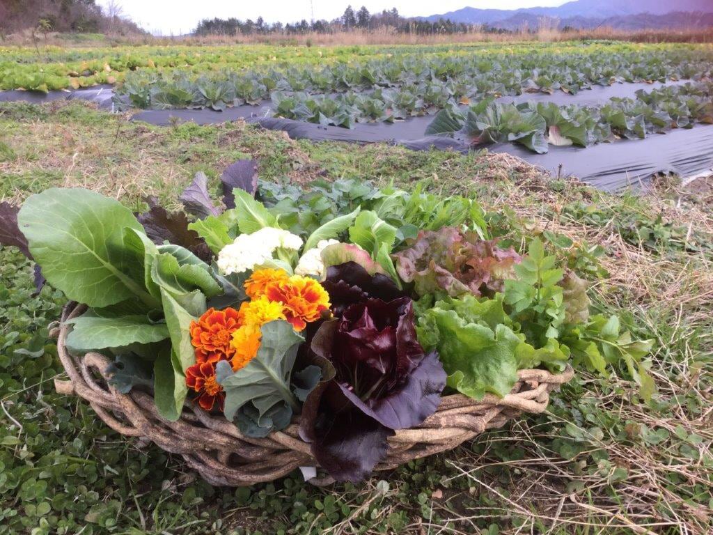 サウザー様 野菜セット果物追加、リンゴ追加 Amazon | RiZKiZ ままごとキッチン 木製 フルーツ 野菜 たべもの