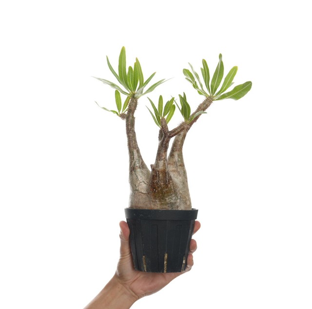 パキポディウム グラキリス no.15〈発根済み〉