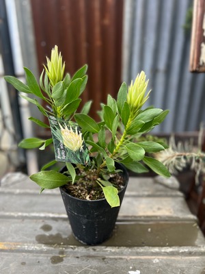 プロテア　スパイキーホワイト③