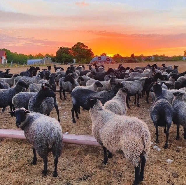 北欧スウェーデン　シープスキン 早い者勝ち‼︎本革スウェーデン ゴッドランドシープスキン 北欧 ゴッド