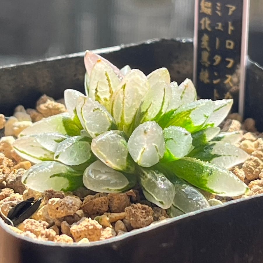 ハオルチア ハオルチア アトロフスカミュータント綴化錦 ハオルチア アトロフスカミュータント綴化錦 | mocono_plants