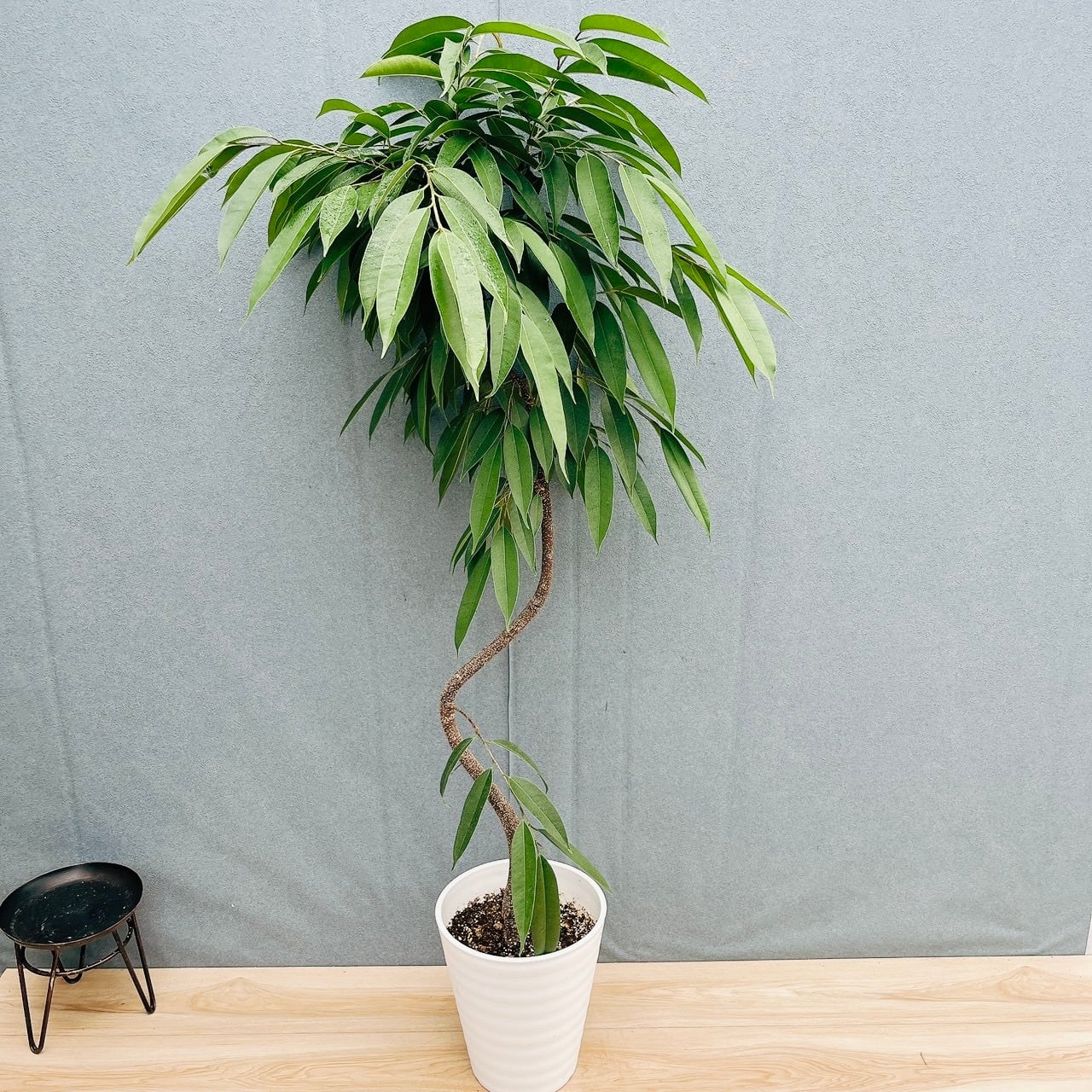現品］【希少】30番 パキラ 斑入り 実生 5号 観葉植物 室内 レア