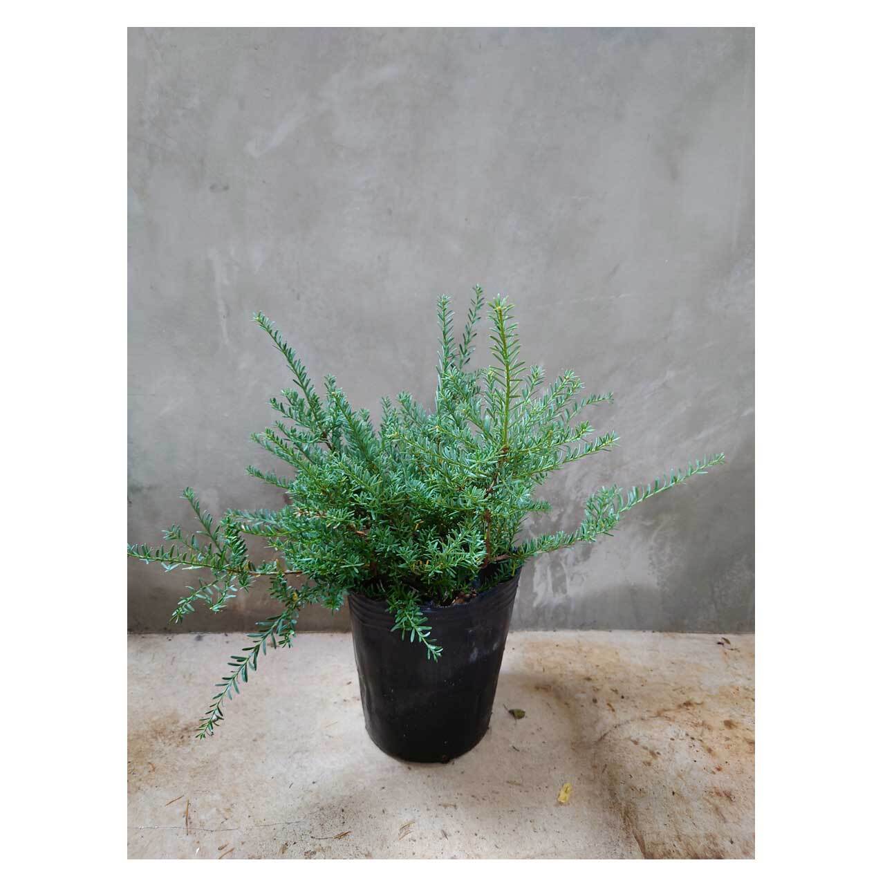 その他観葉植物 Maefull Gems Podocarpus alpinus 'Blue Gem' | Seeding