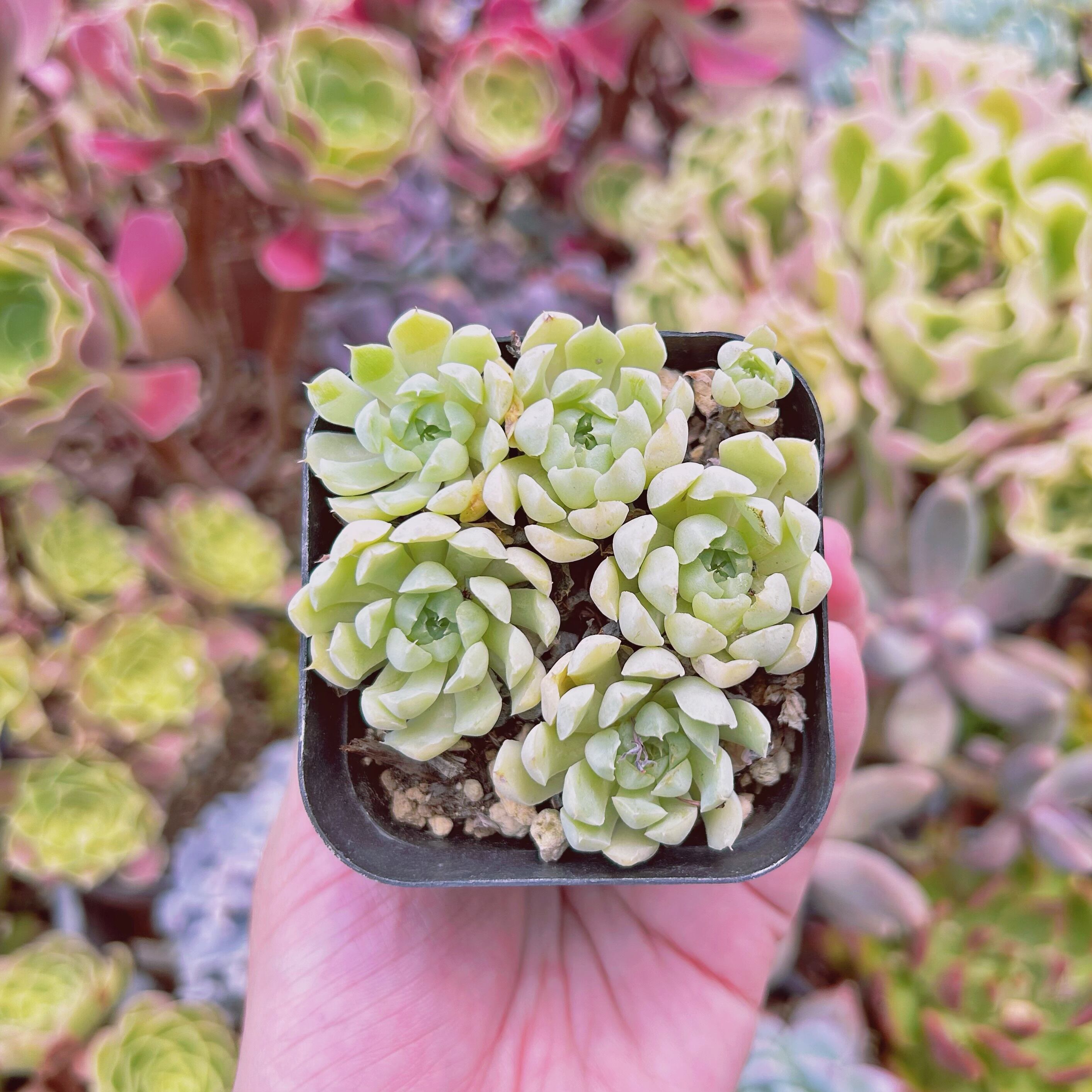 現物　多肉植物　ハチミツボール　抜き苗