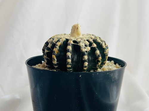 Discocactus horstii　ディスコカクタス　ホルステイ　サボテン